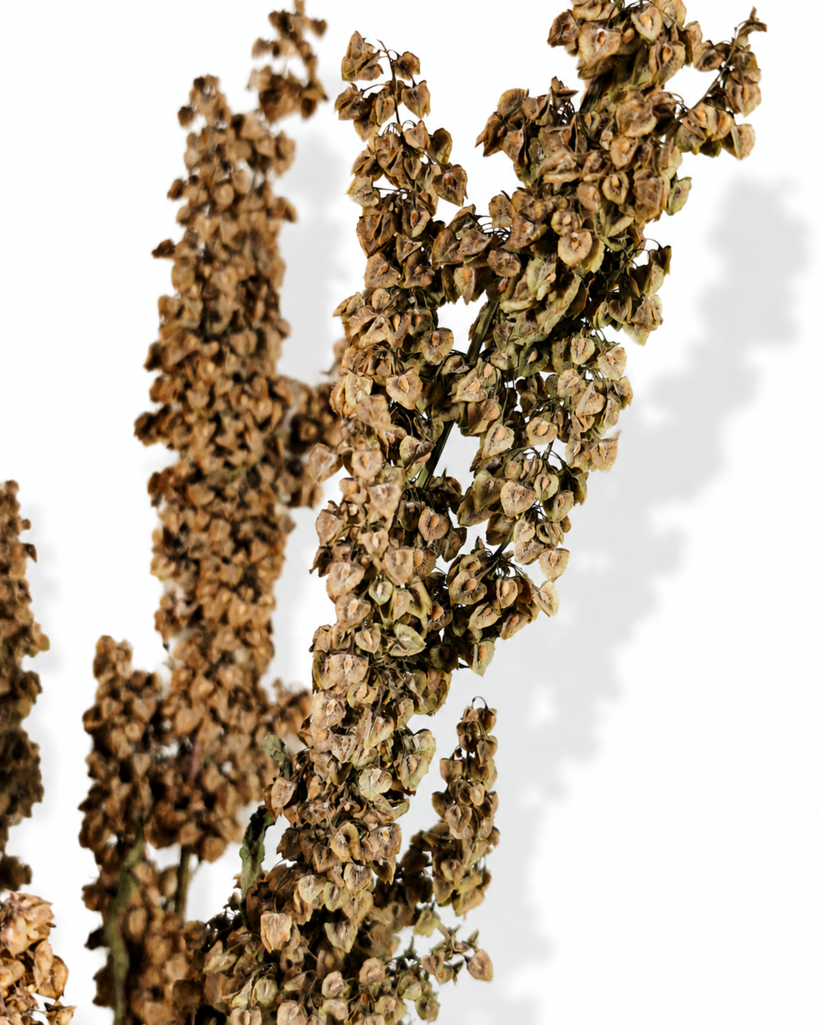 Close view of wild dried Rumex dock arrangement showing vertical stem structure and multi-layered seed pods.
