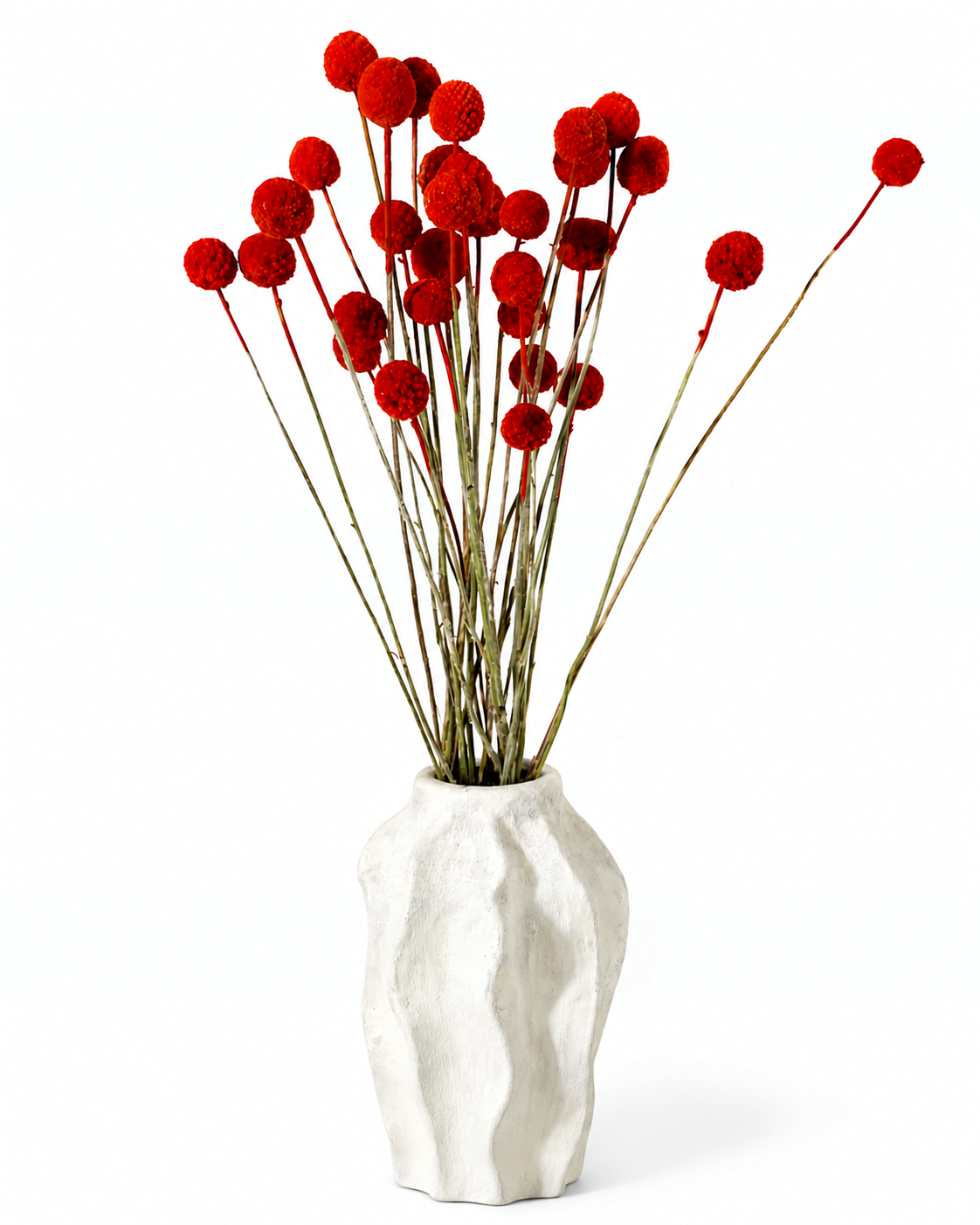 Bright red billy buttons dried stems standing in a white stoneware vase against white backdrop.
