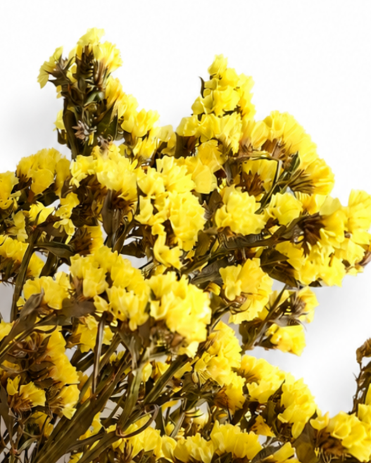 Yellow Dried Statice Bunch, Bright Limonium Stems