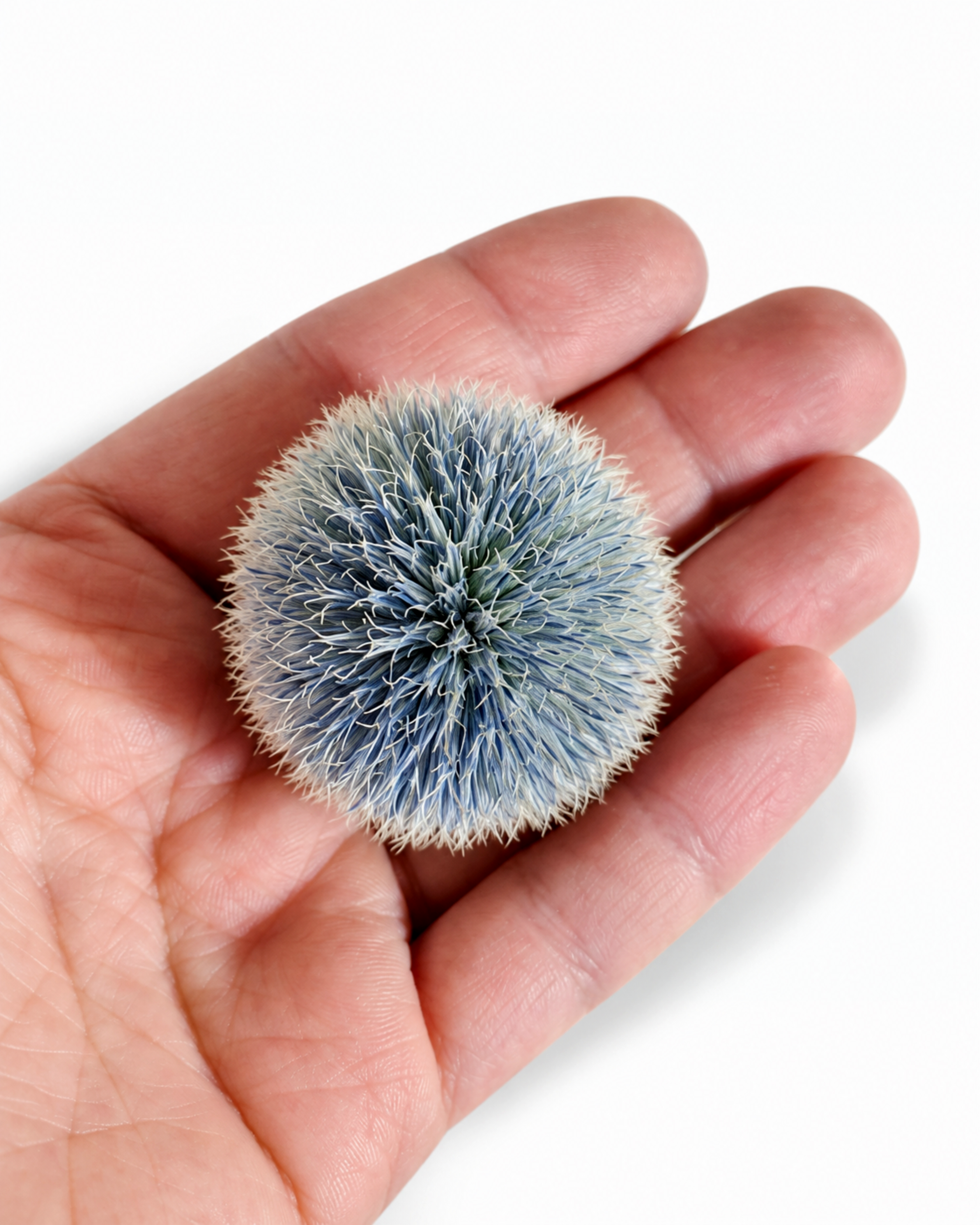 Blue Echinops Stems