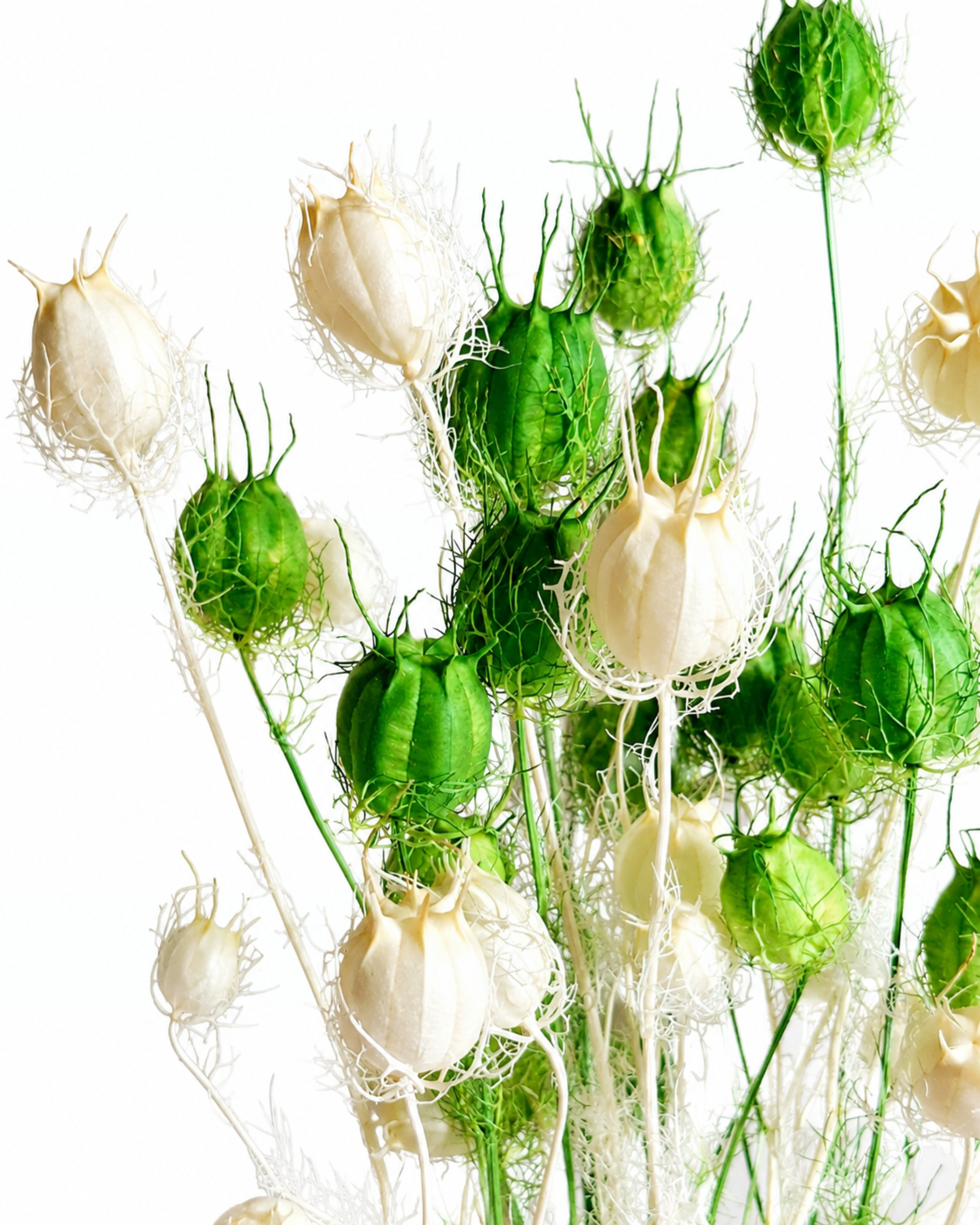 Close-up photo of creamy white and fresh green dried Nigella pods showing detailed balloon shapes.
