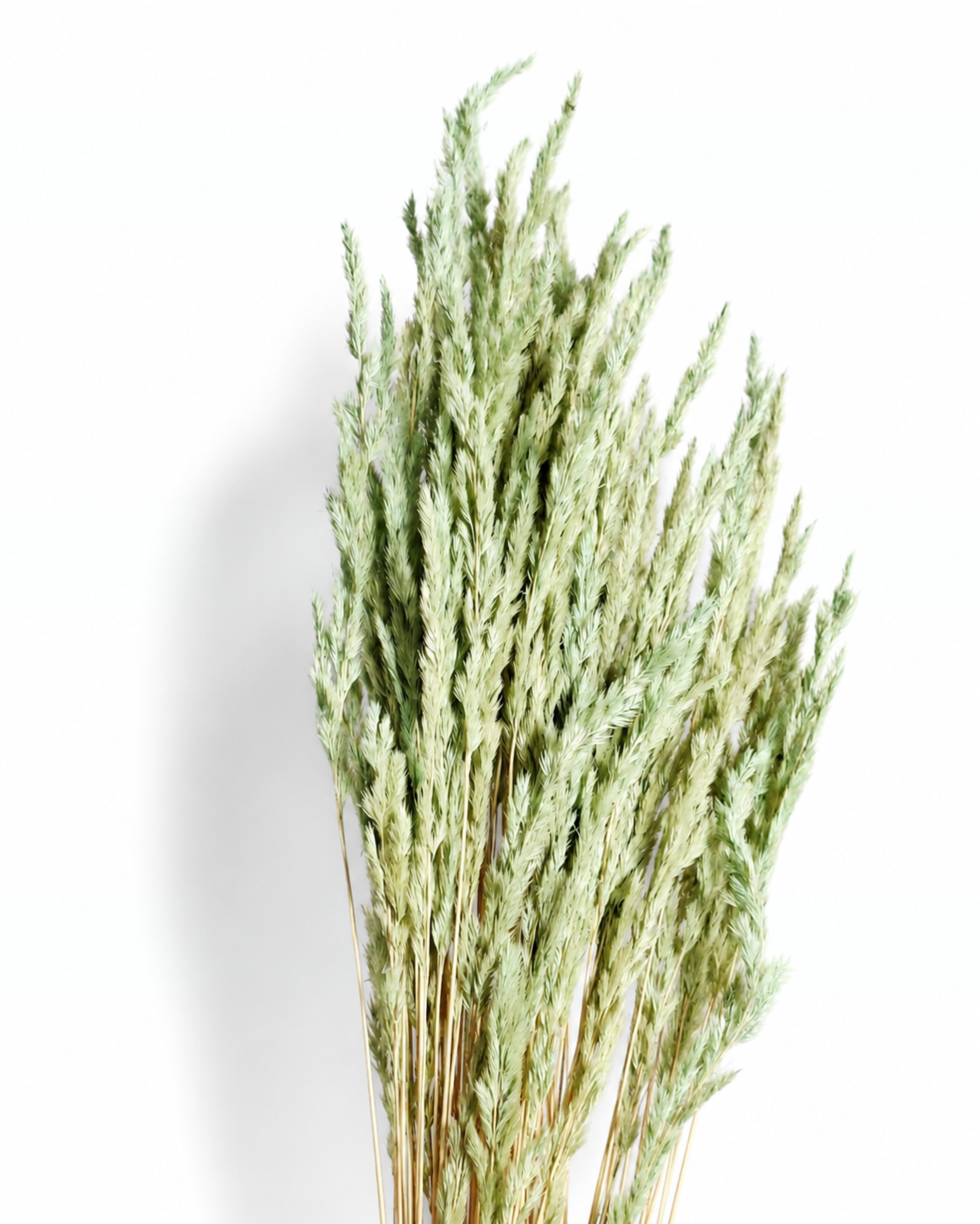A full bundle of 50 light green Calamagrostis reed grass stems standing upright on a plain white background, showing lengths up to 60 cm.
