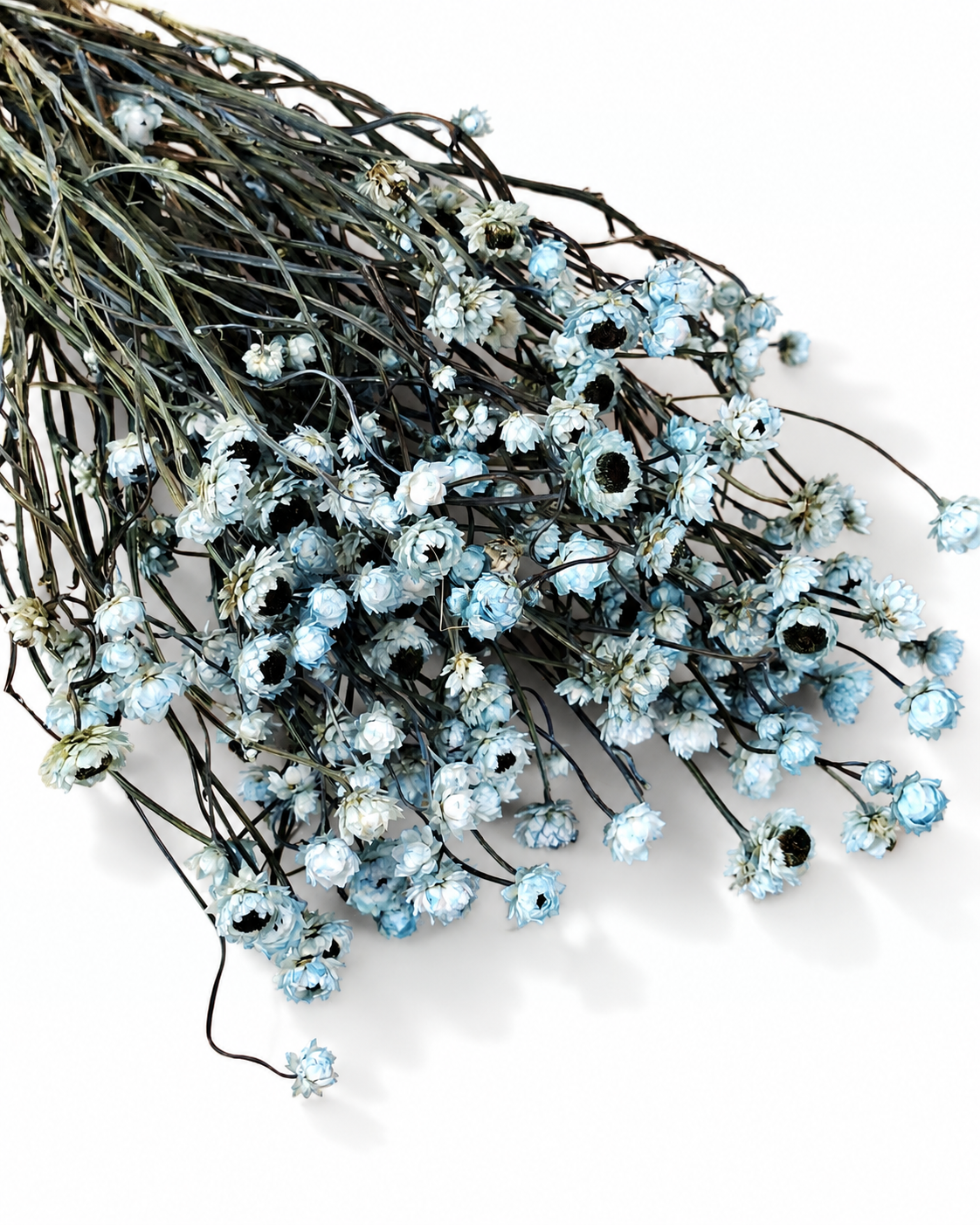 Flat lay of a 50g bundle of soft blue dried Ammobium stems showing lush flower clusters.
