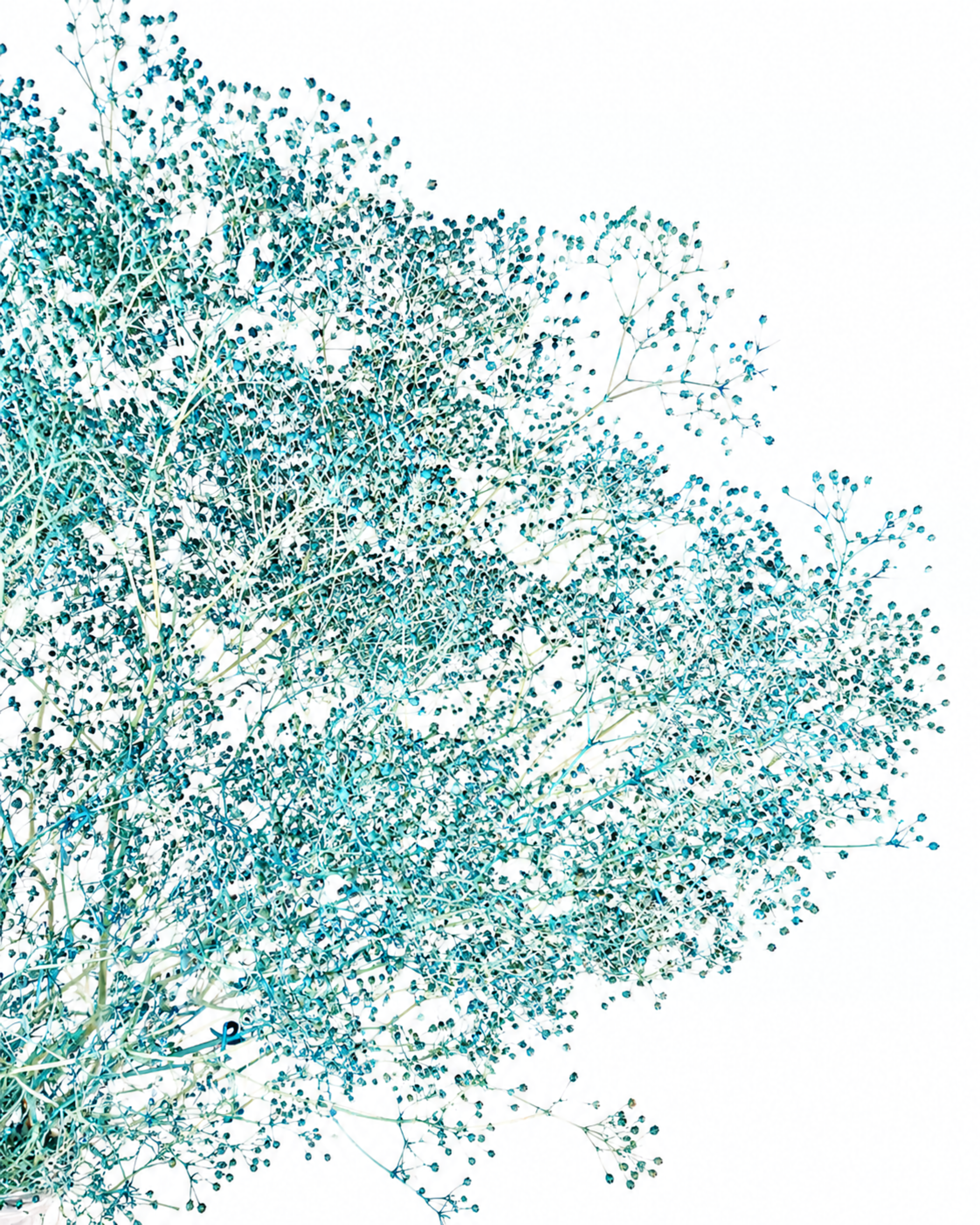 Blue Dried Gypsophila Stems