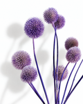 A bouquet of 10 natural dried purple Echinops globe thistle stems with round spiky heads on a clean white background.
