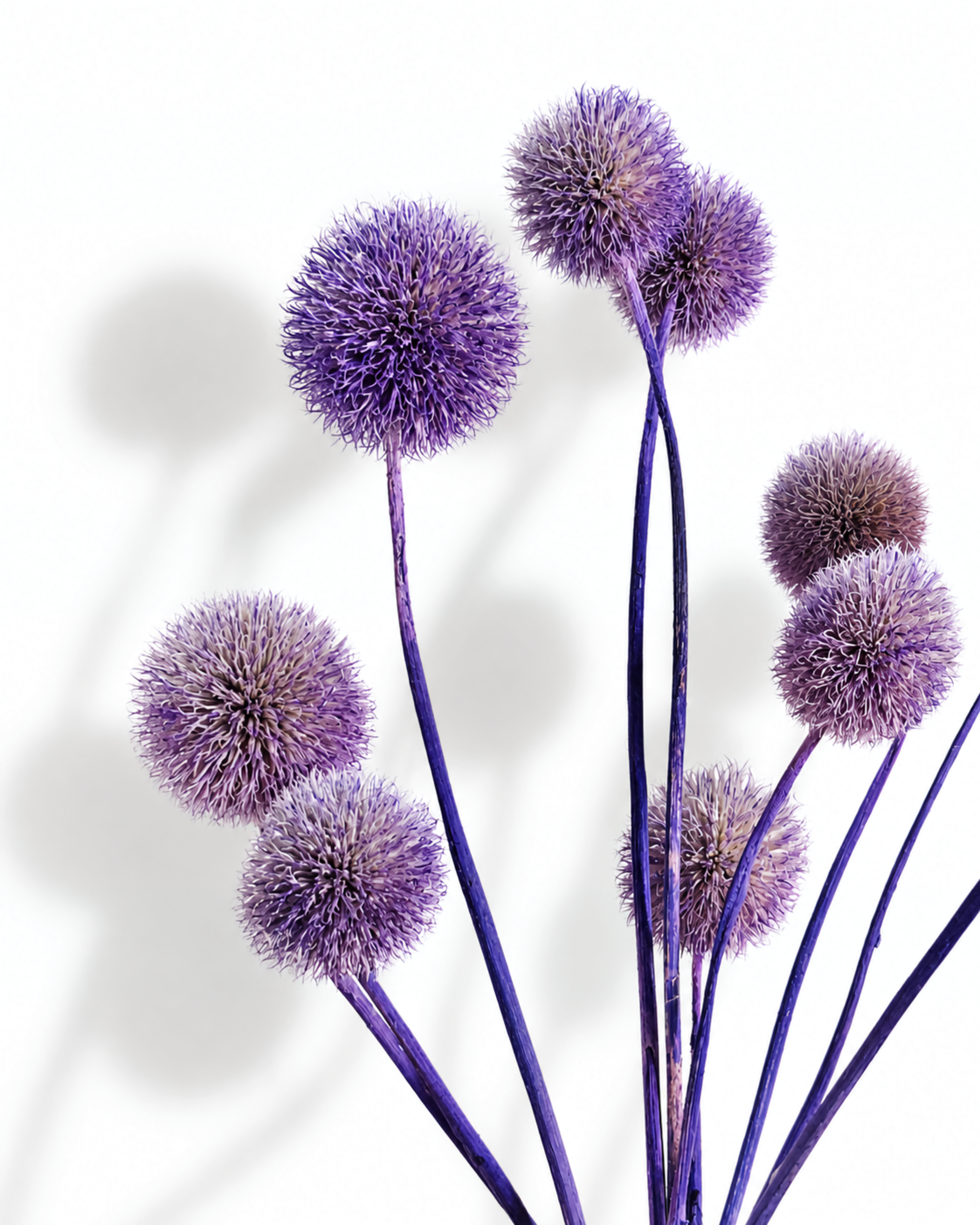 A bouquet of 10 natural dried purple Echinops globe thistle stems with round spiky heads on a clean white background.
