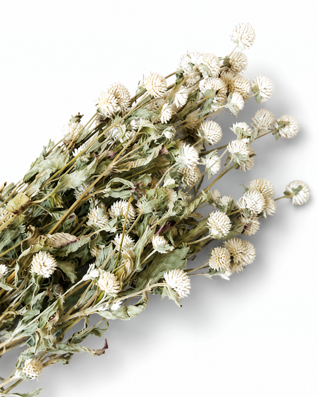 Ivory Gomphrena Stems