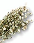 Ivory Gomphrena Stems