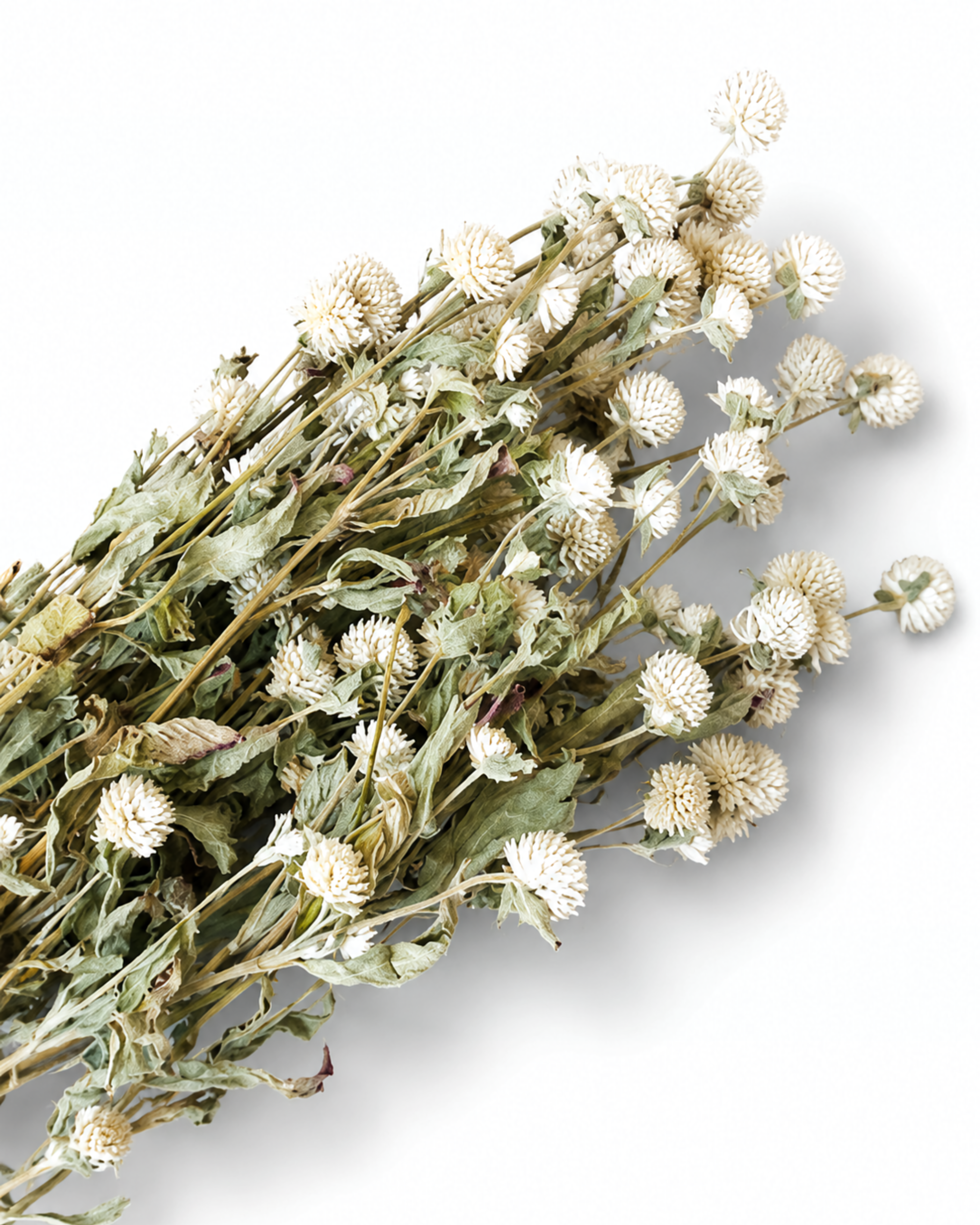 Ivory Gomphrena Stems