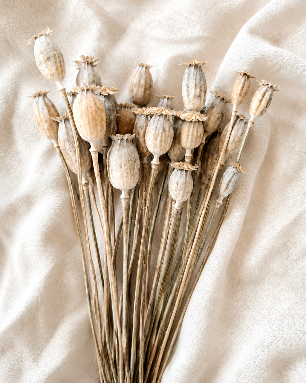 Natural Dried Poppy Pods Stems
