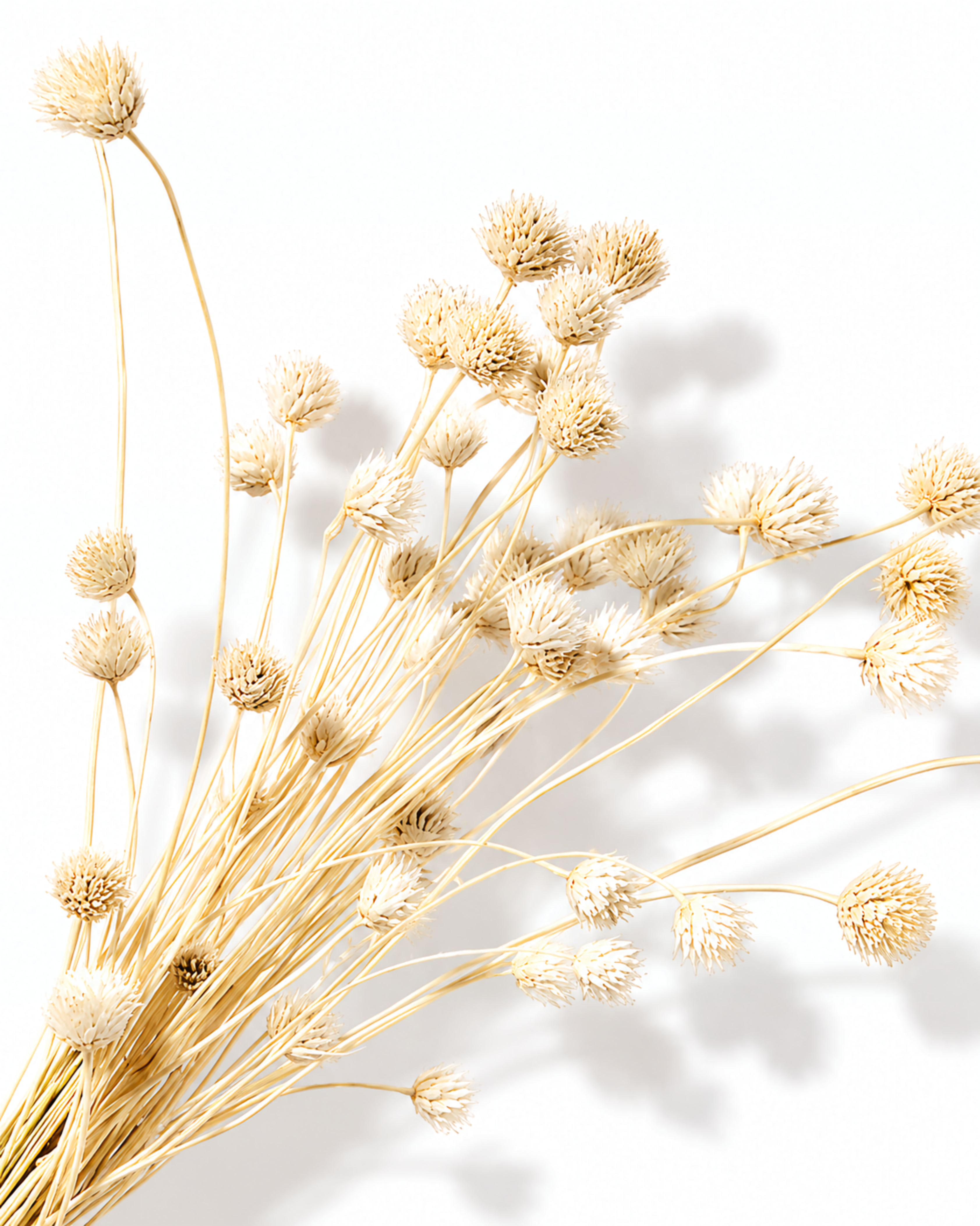 Bundle of dried bleached Cephalaria stems with small cream pom-pom flower heads against a white background.

