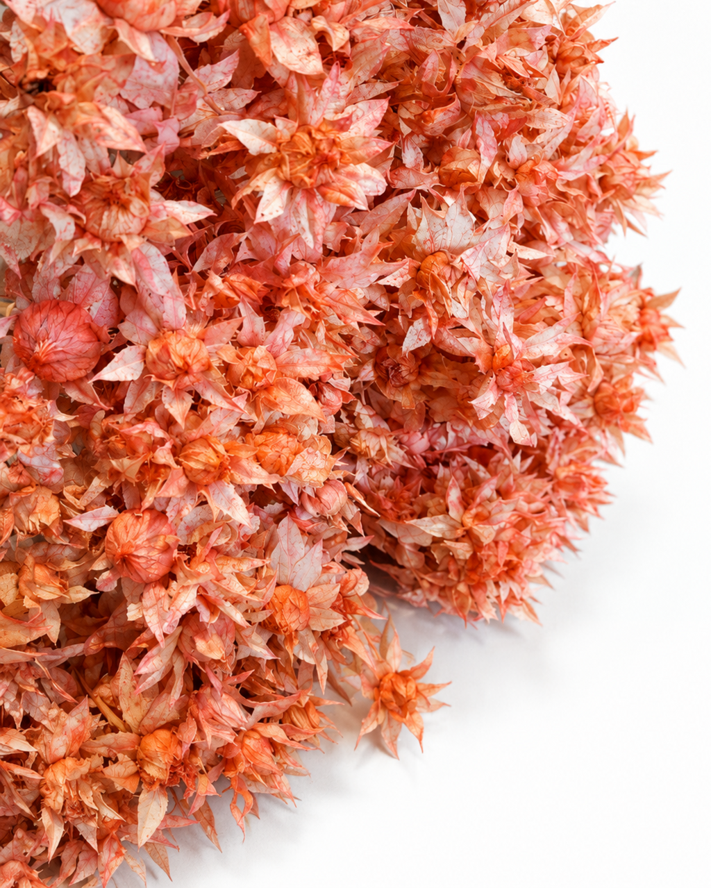Hastes de Cártamo Rosa Blush