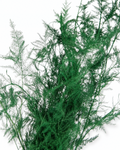 Preserved Green Asparagus Plumosus - Natural Dried Plumosus Fern Bunch (100g)