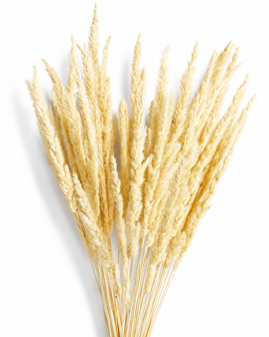 A fan-shaped arrangement of 50 natural dried beige Calamagrostis stems displaying their full length of 55-60 cm and clean stem bases on a white backdrop.
