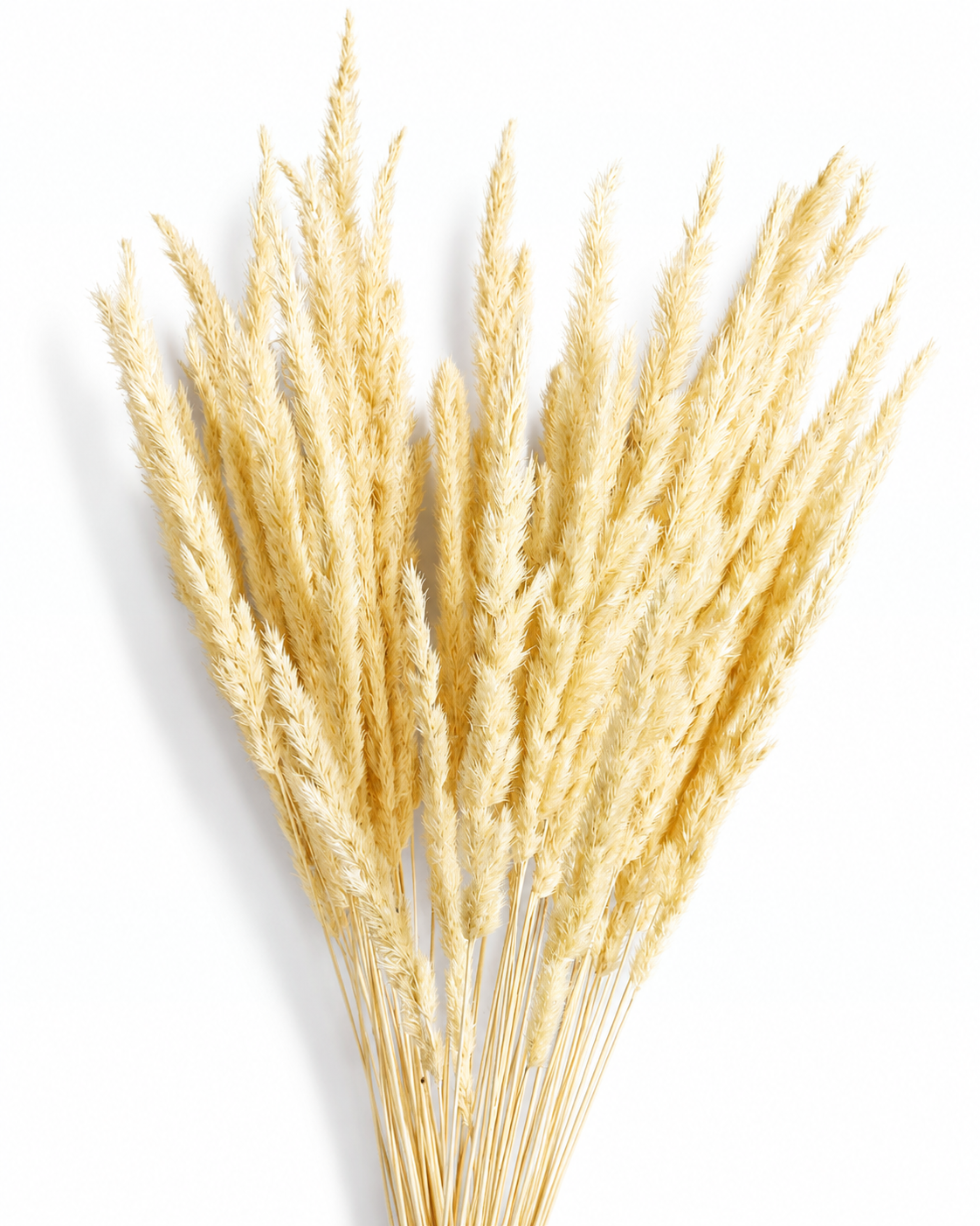 A fan-shaped arrangement of 50 natural dried beige Calamagrostis stems displaying their full length of 55-60 cm and clean stem bases on a white backdrop.
