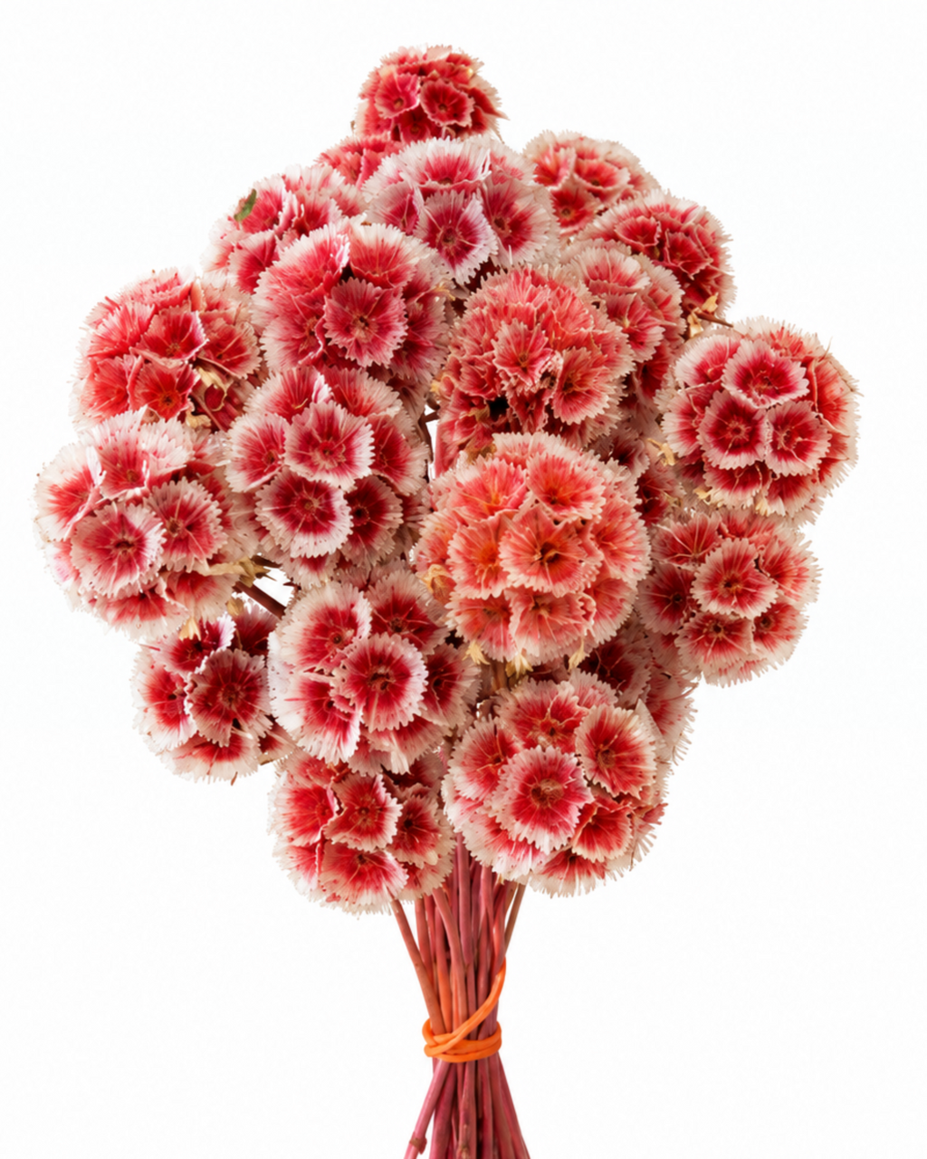 Coral Red Dried Scabiosa Stems - 15-17cm Starflower Pods (Bunch of 10)