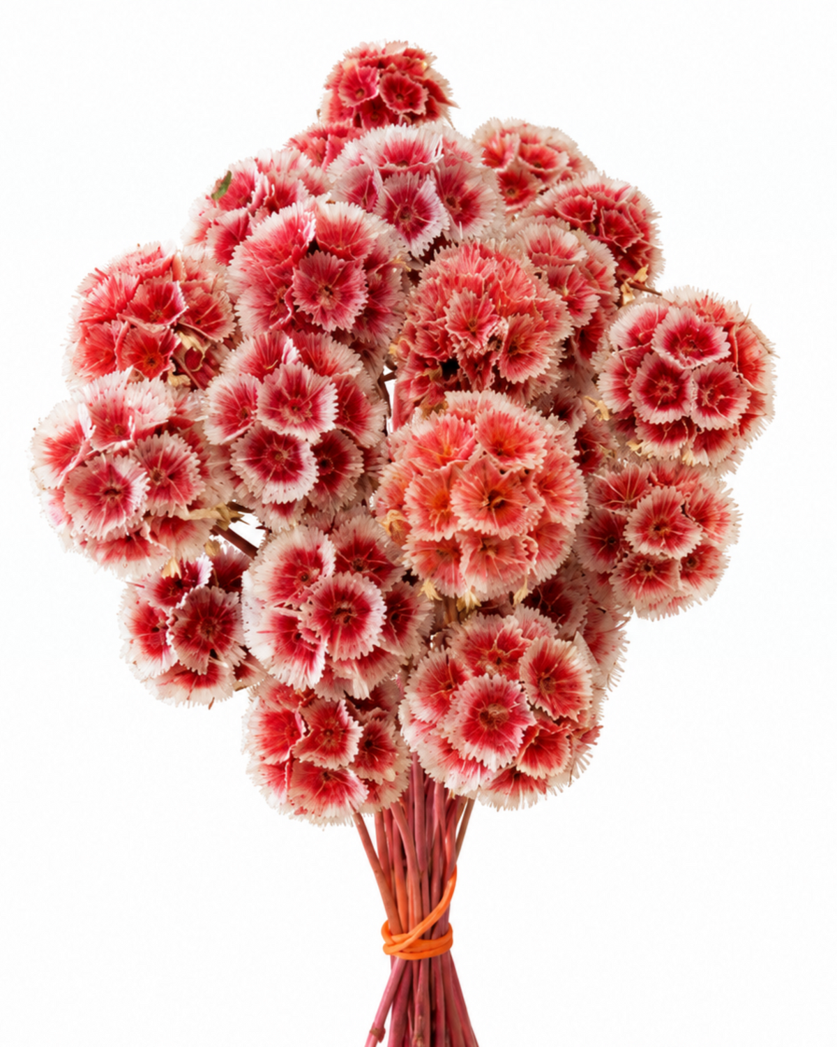 Coral Red Dried Scabiosa Stems - 15-17cm Starflower Pods (Bunch of 10)