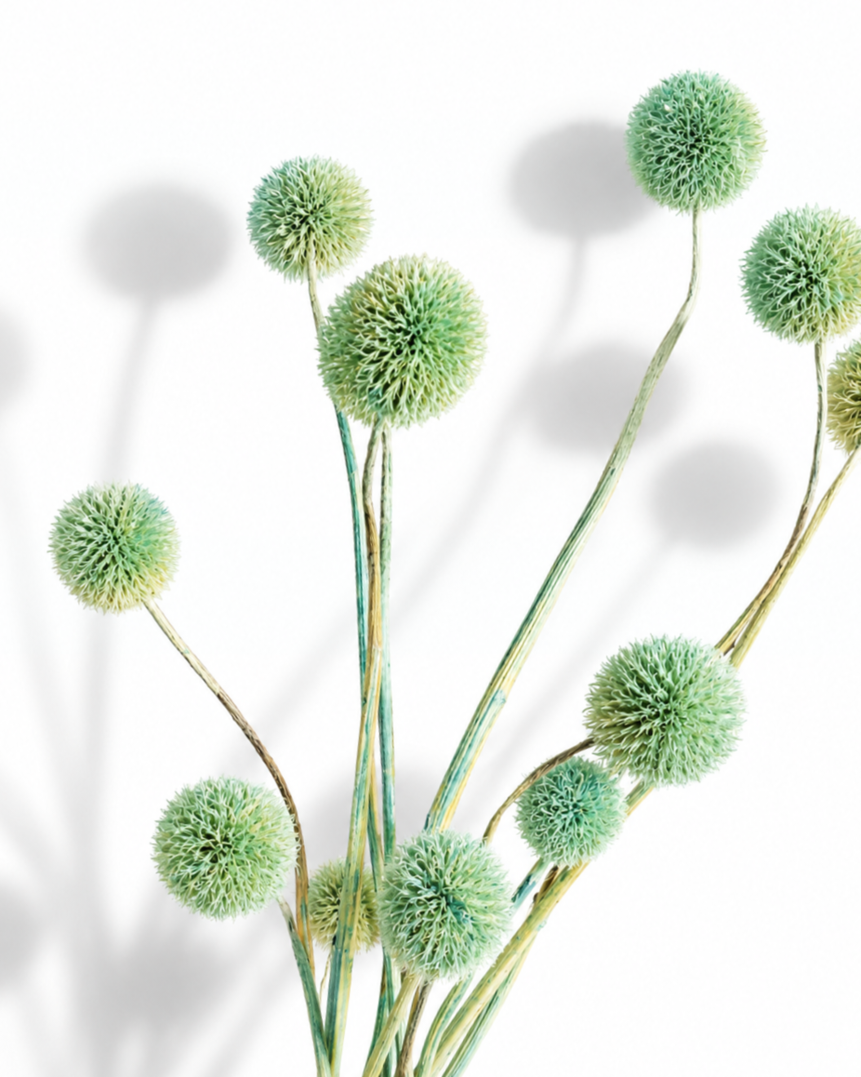 Soft mint green dried allium stems with spherical flower heads arranged against a white backdrop.
