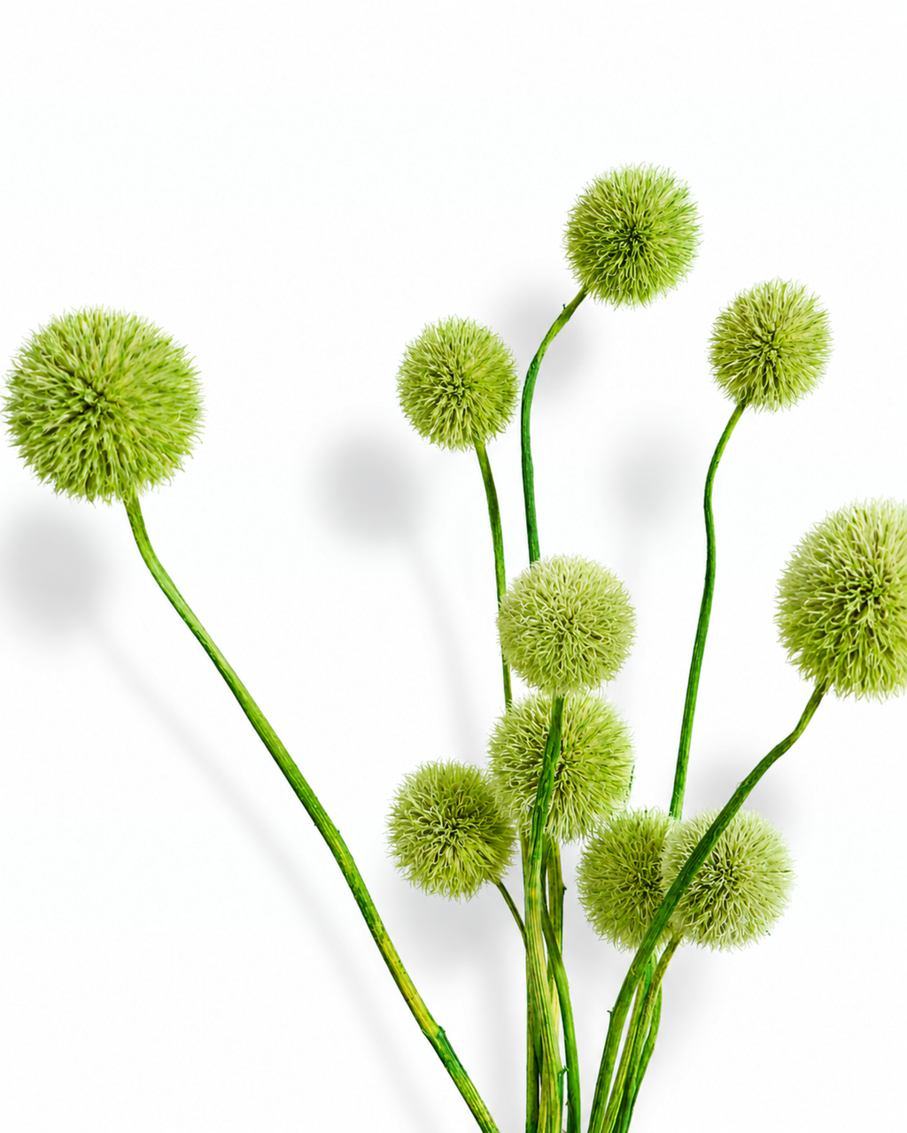 Green dried echinops stems with spherical flower heads arranged vertically against a white background.

