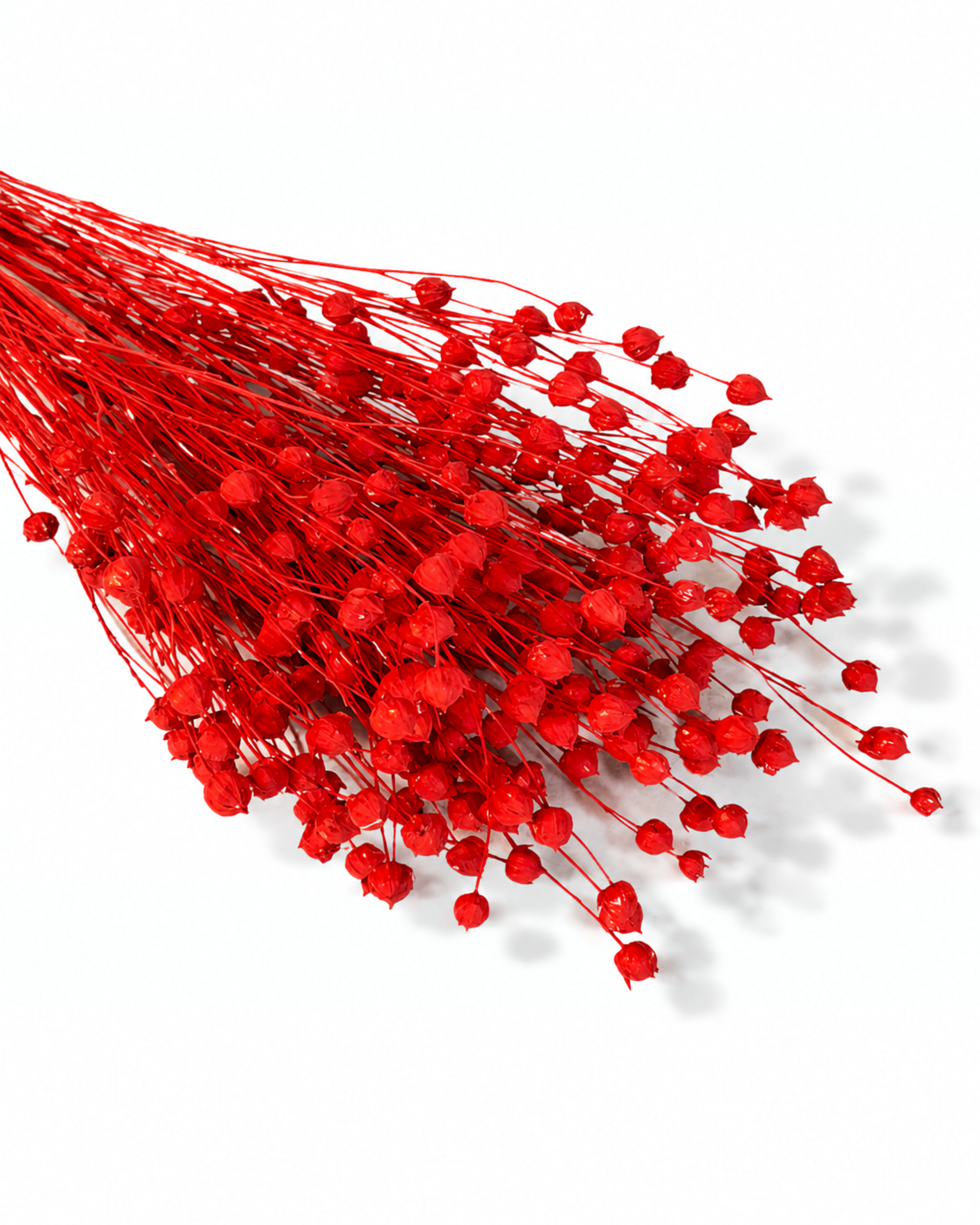 Lush horizontal bundle of bright red preserved flax stems 50g spread flat on a white surface
