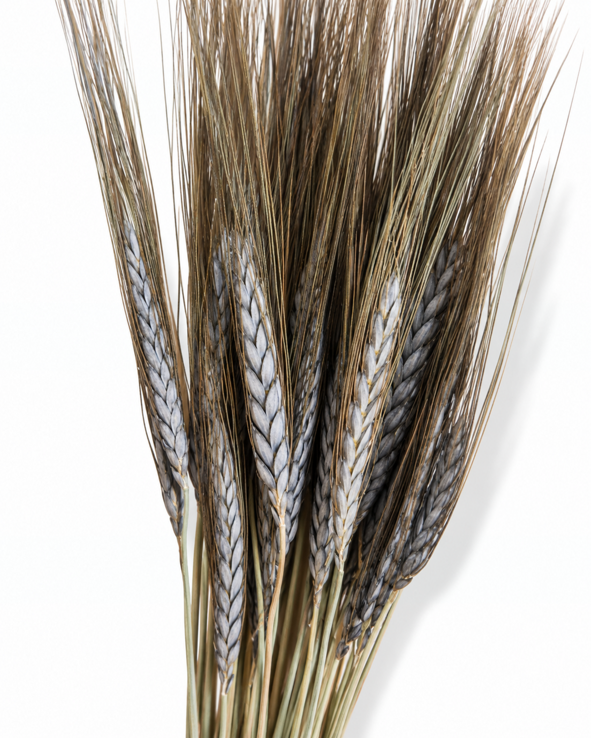 Dried Natural Black Grain Wheat 25 Stems - 50-55cm Bunch