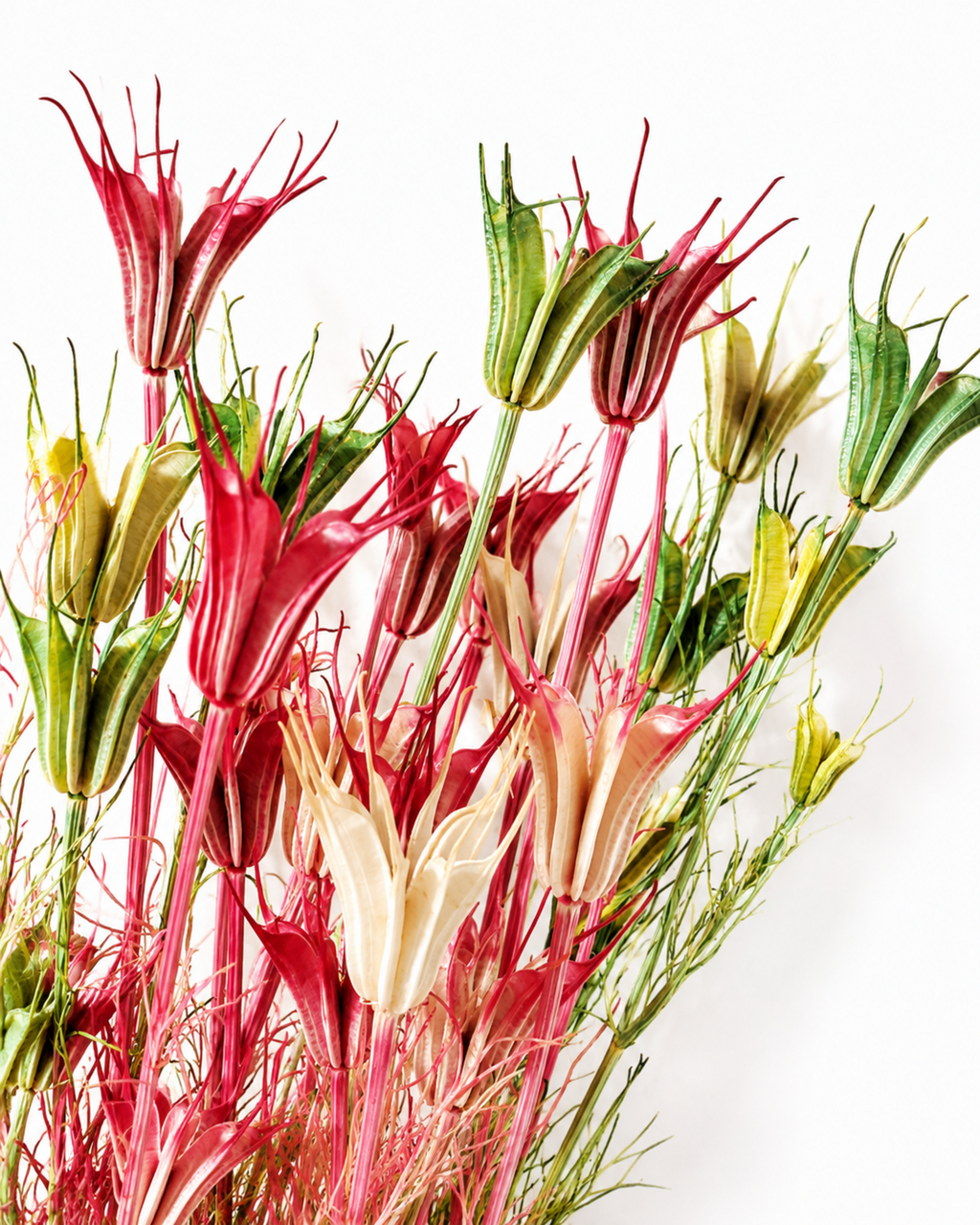 Pink & Green Nigella Stems, Two-Tone Pods