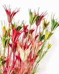 Pink & Green Nigella Stems, Two-Tone Pods