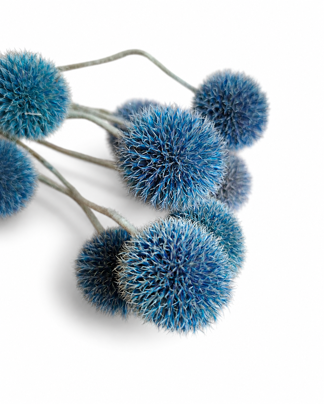 Close-up view of round blue Echinops thistle heads with textured spiky petals.
