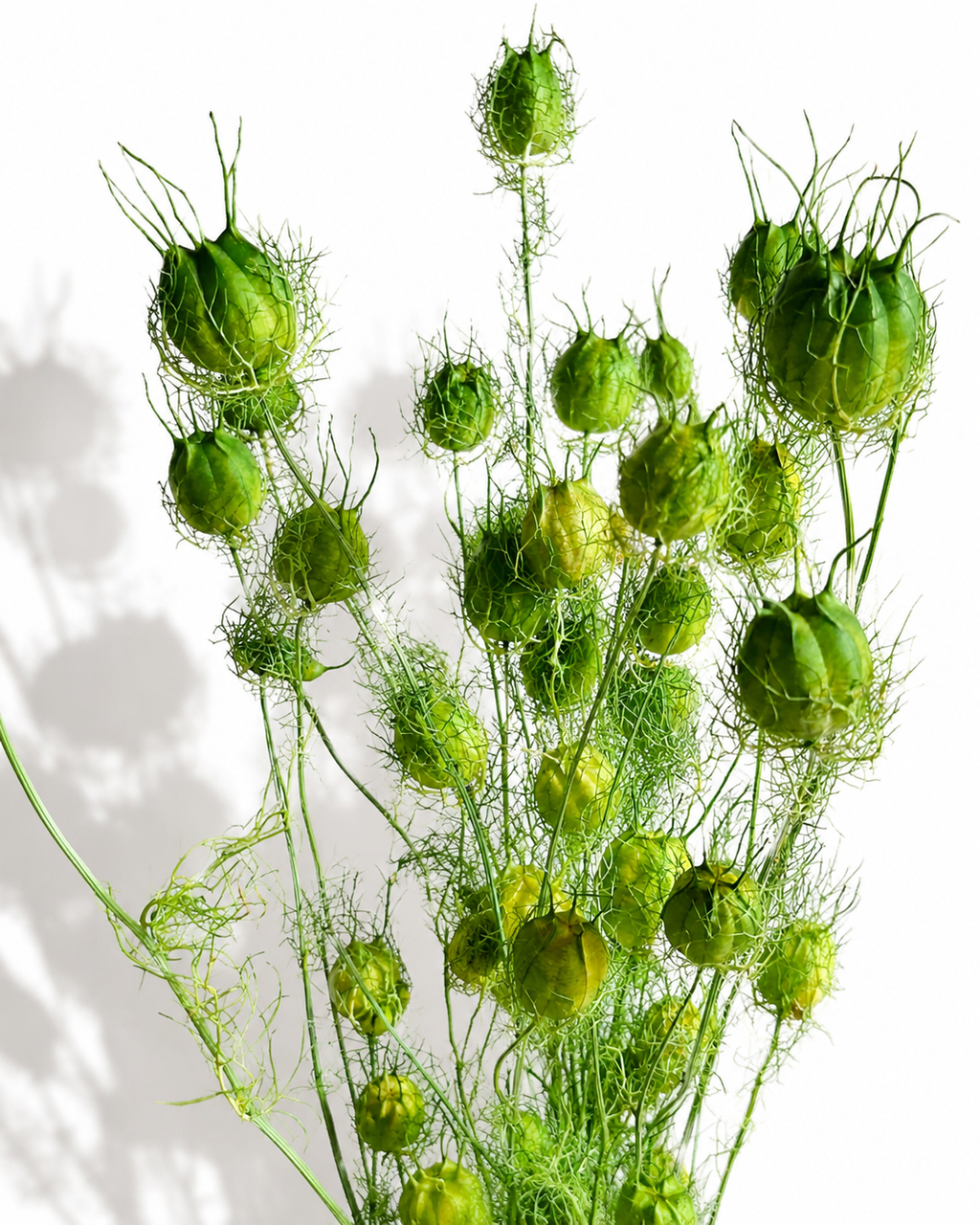 Bright Green Nigella Pods