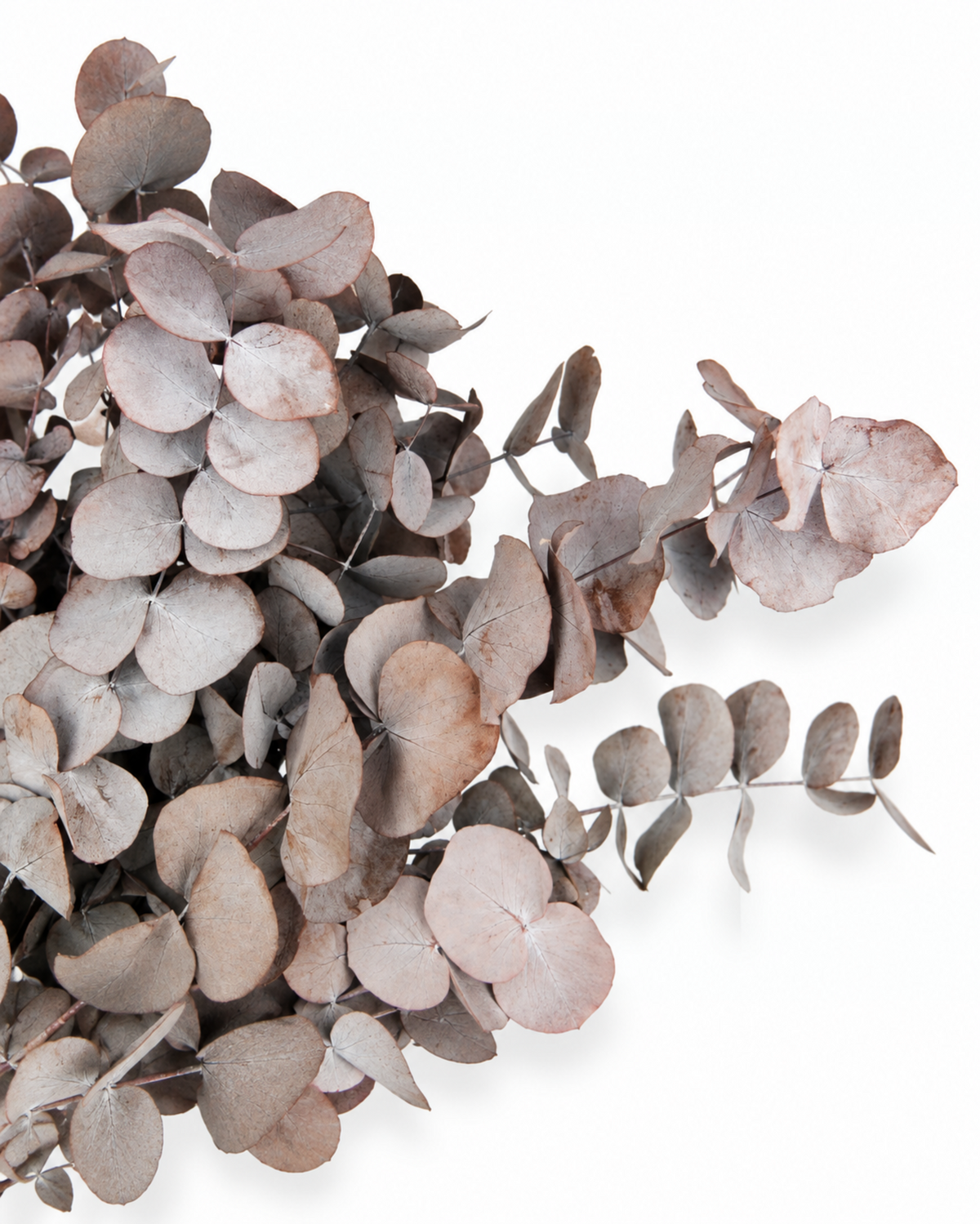 Up-close view of rich red preserved eucalyptus leaves showing natural stem arrangement and texture.
