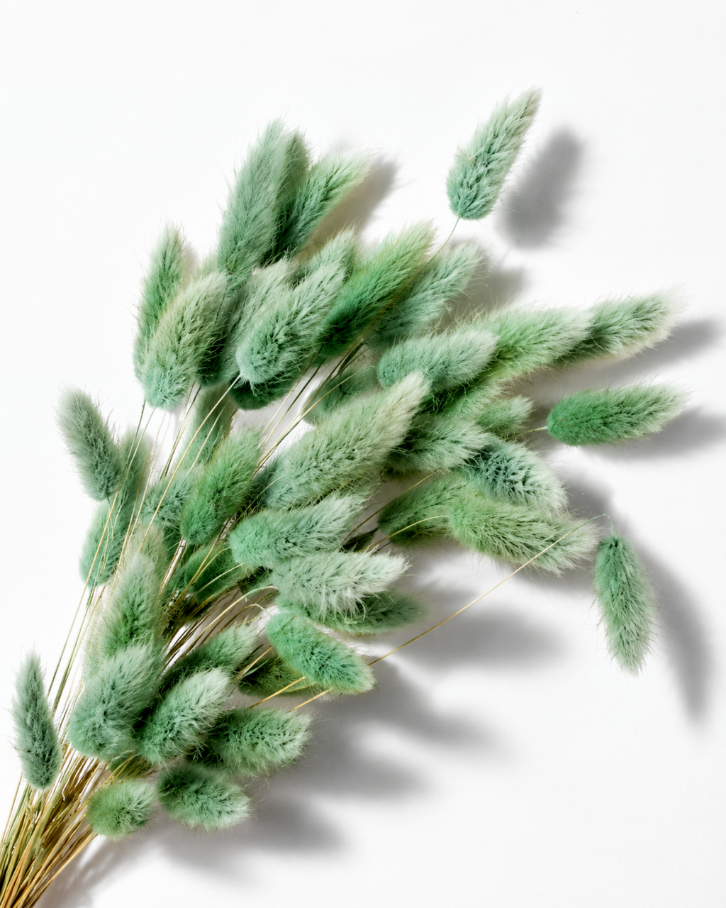 Olive Green Lagurus Stems