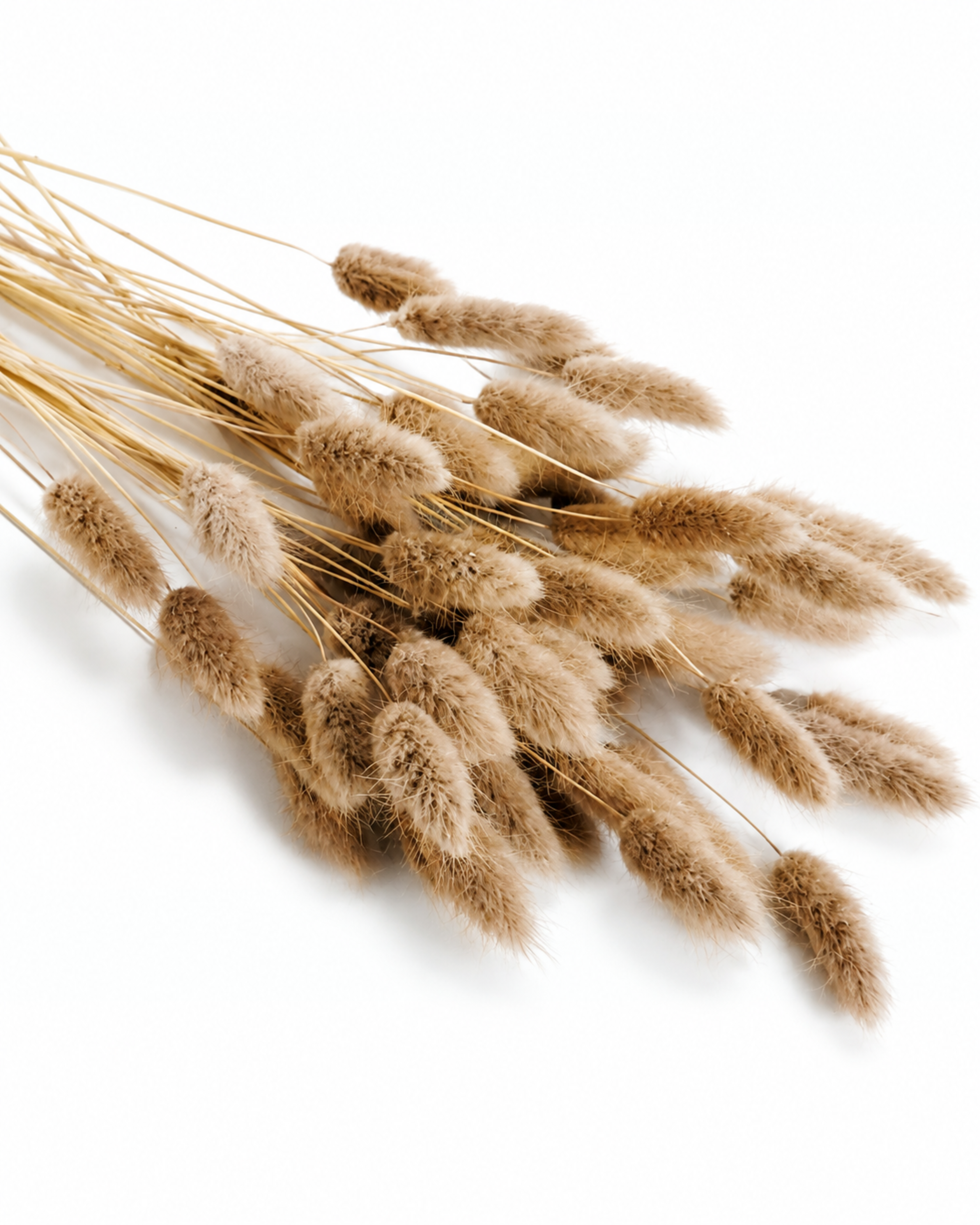 Wholesale bulk dried flowers warm brown rabo-de-lebre stems for wedding arrangements Europe