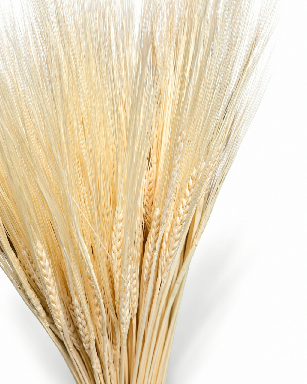 Dried Cream Bleached Barley Stems 25 Stems - Natural Wheat 50-55cm