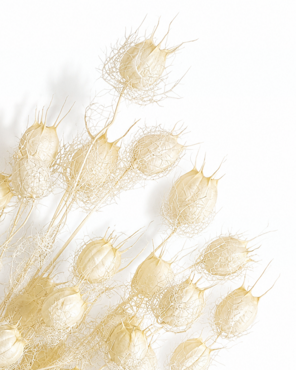 Hand holding a single natural white dried Nigella pod demonstrating soft texture and scale.
