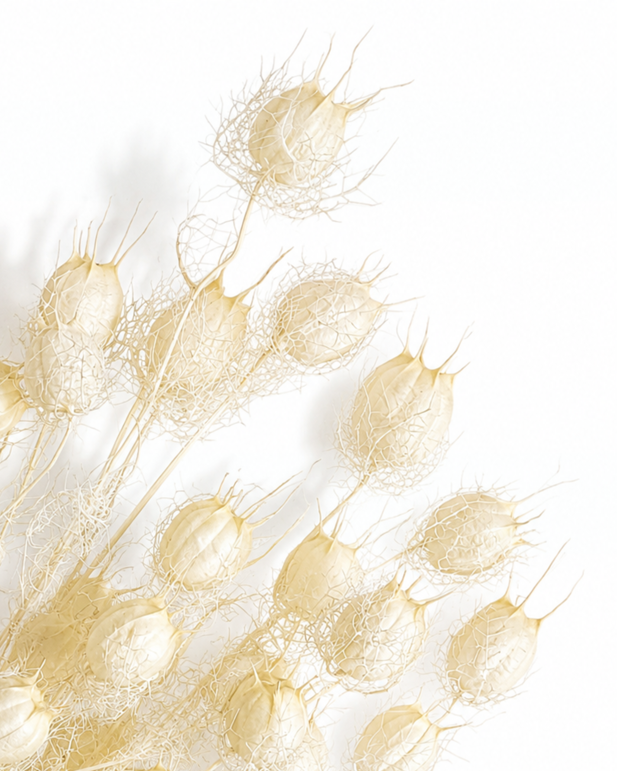 Hand holding a single natural white dried Nigella pod demonstrating soft texture and scale.
