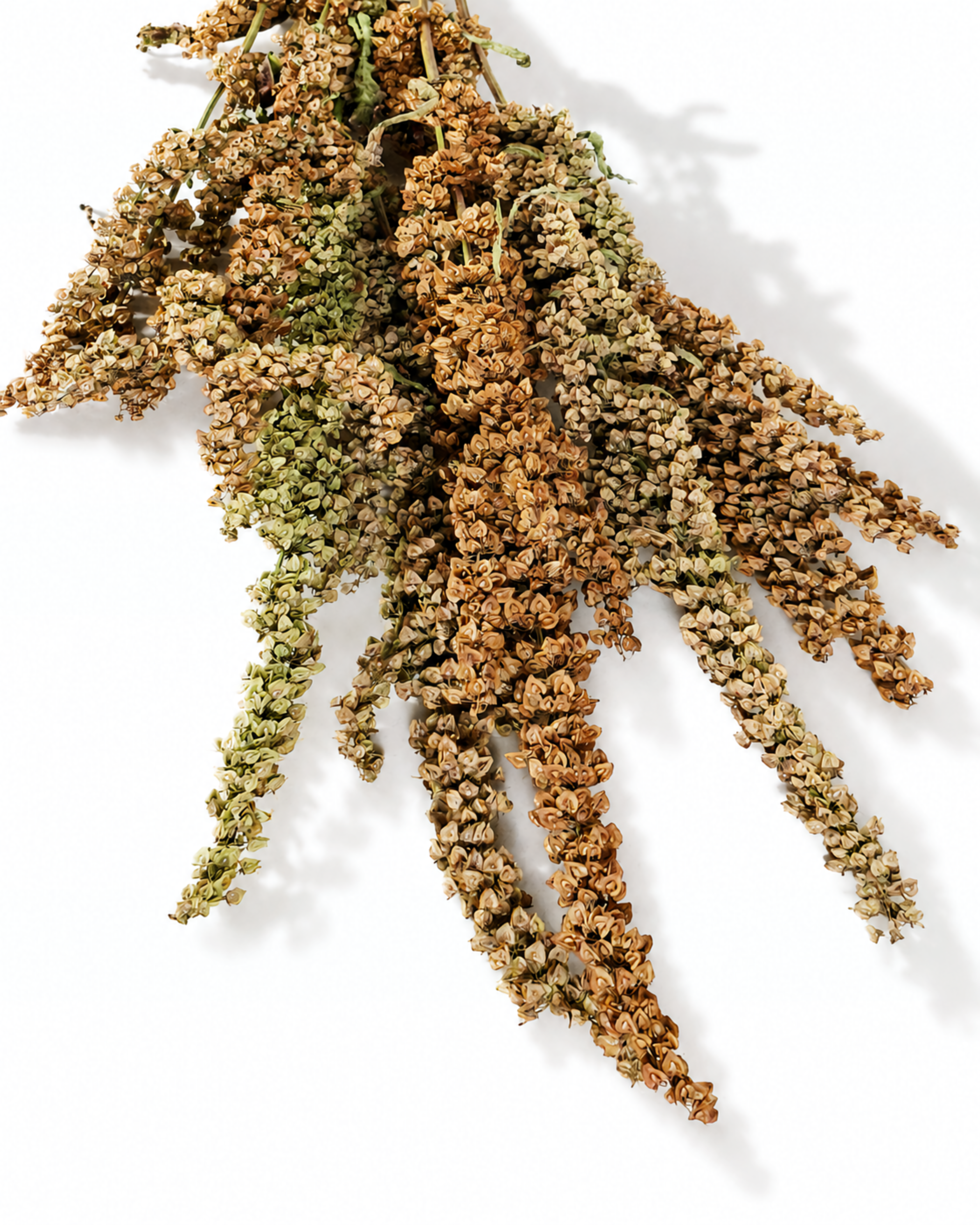 Detailed close-up view of dried Rumex seed heads highlighting rich organic texture and muted earthy colors.

