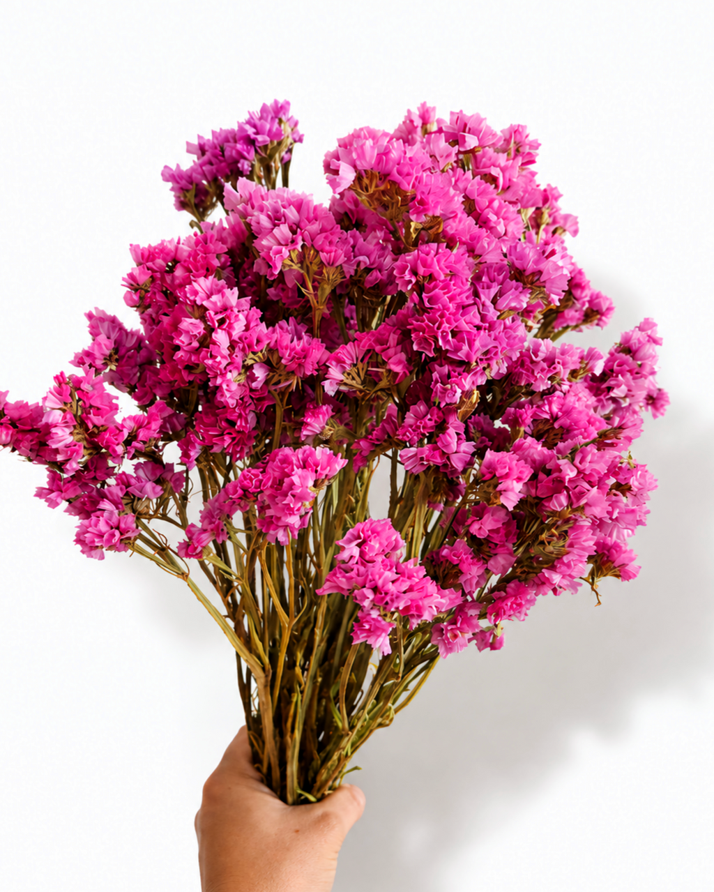 Hastes de Estátice Cor-de-Rosa Brilhante