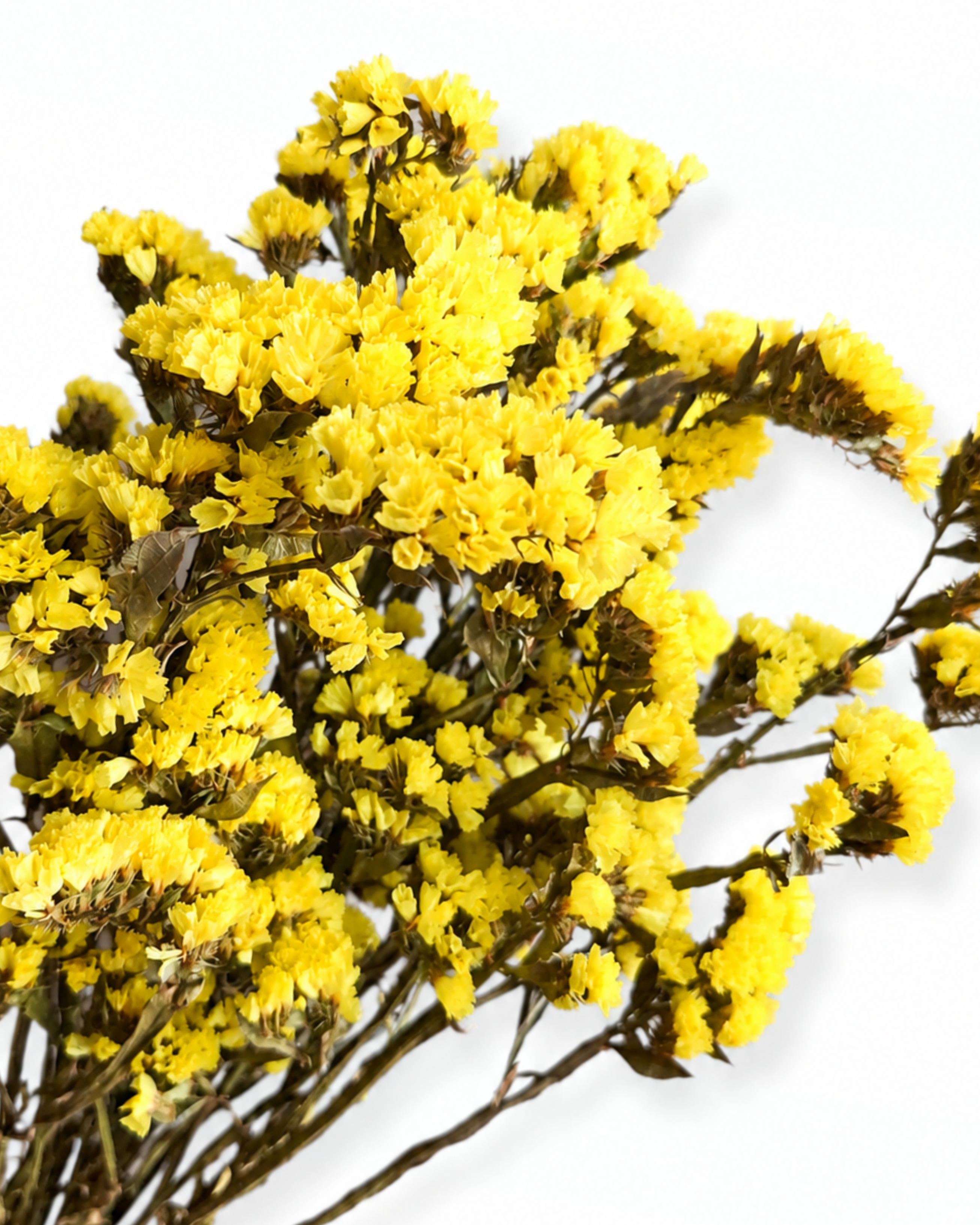 Yellow Dried Statice Bunch, Bright Limonium Stems