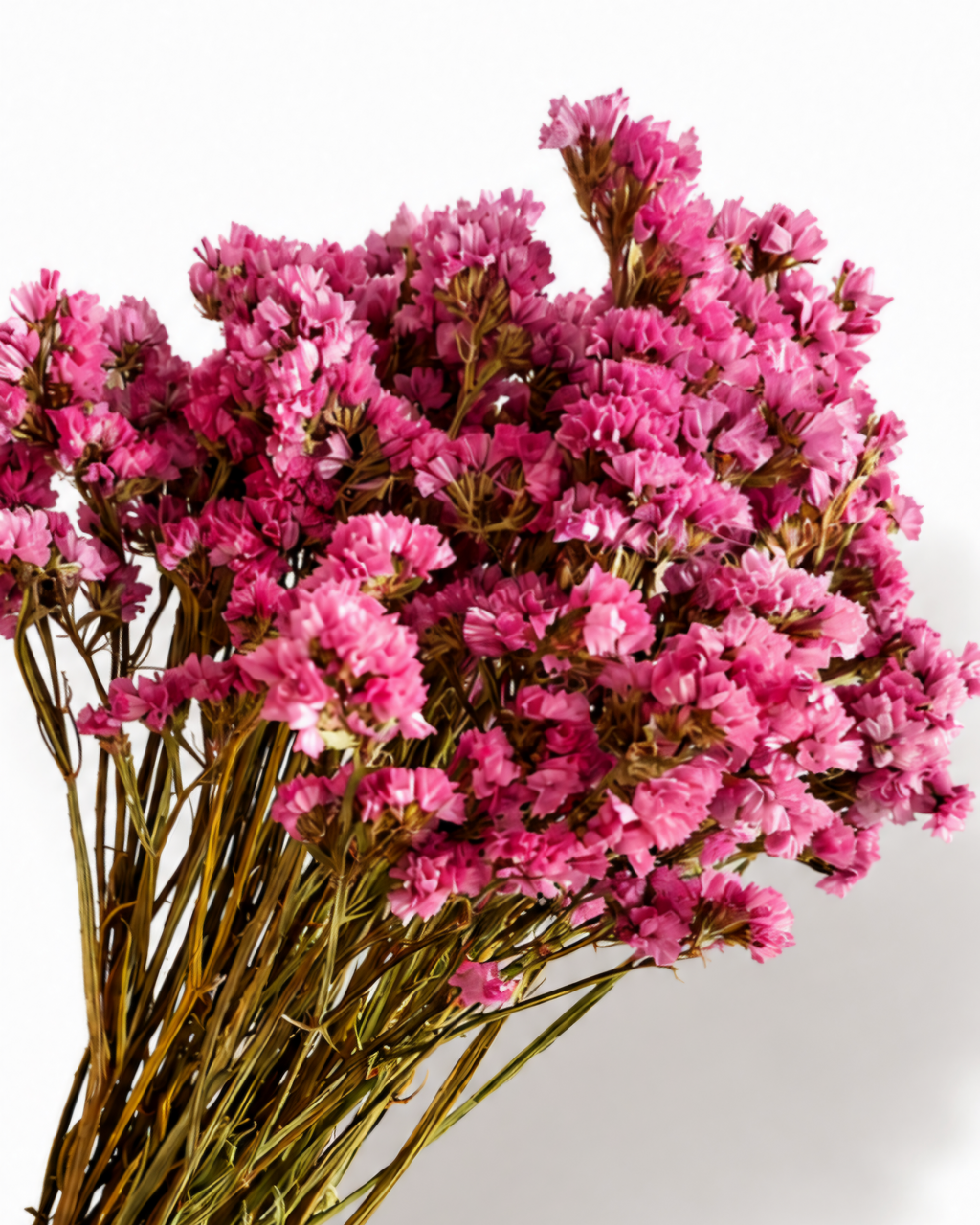 Hastes de Estátice Cor-de-Rosa Brilhante