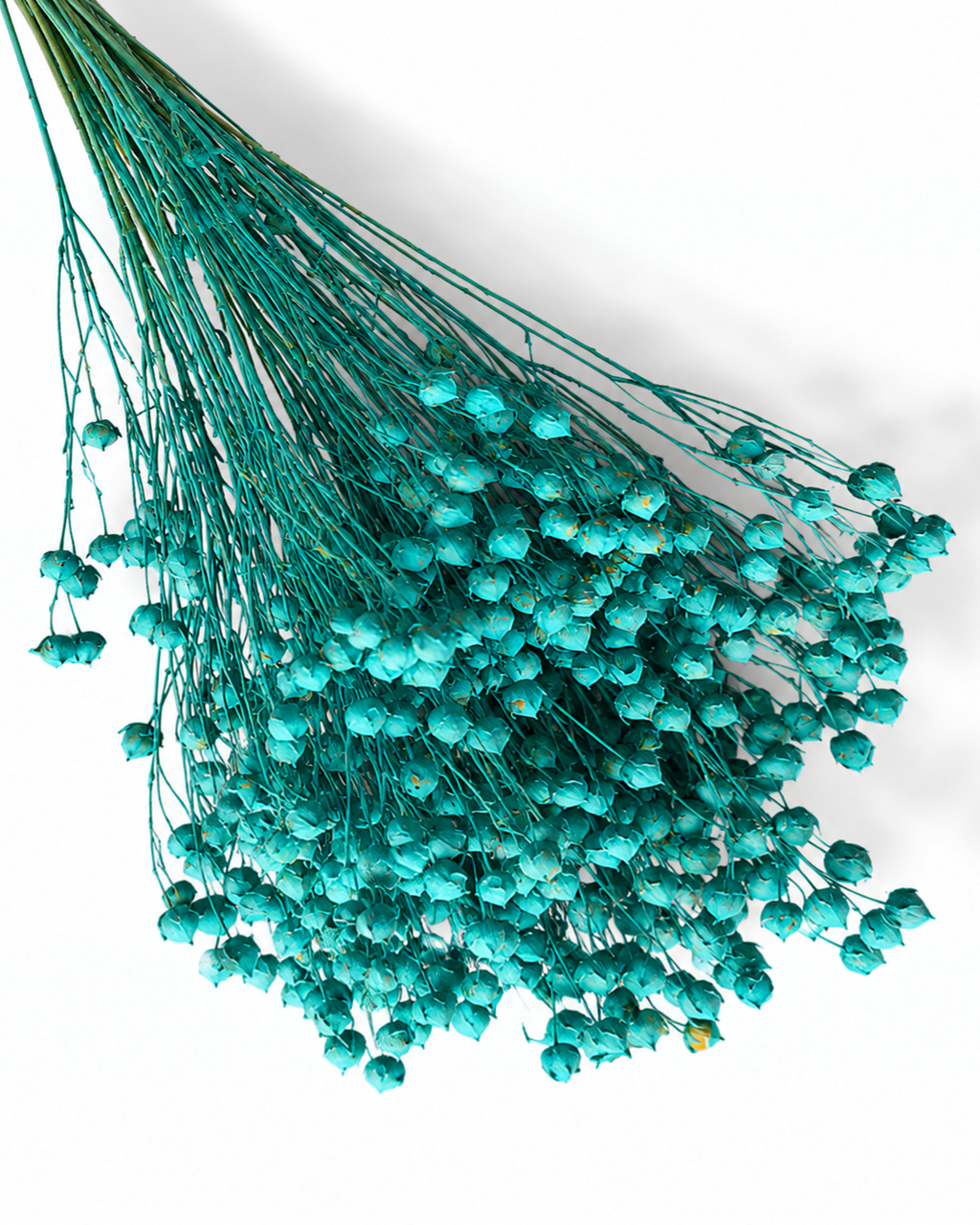 A full, dense bunch of premium preserved and stabilized Flax stems (Linum) dyed in a vibrant turquoise shade.
