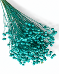 A full, dense bunch of premium preserved and stabilized Flax stems (Linum) dyed in a vibrant turquoise shade.
