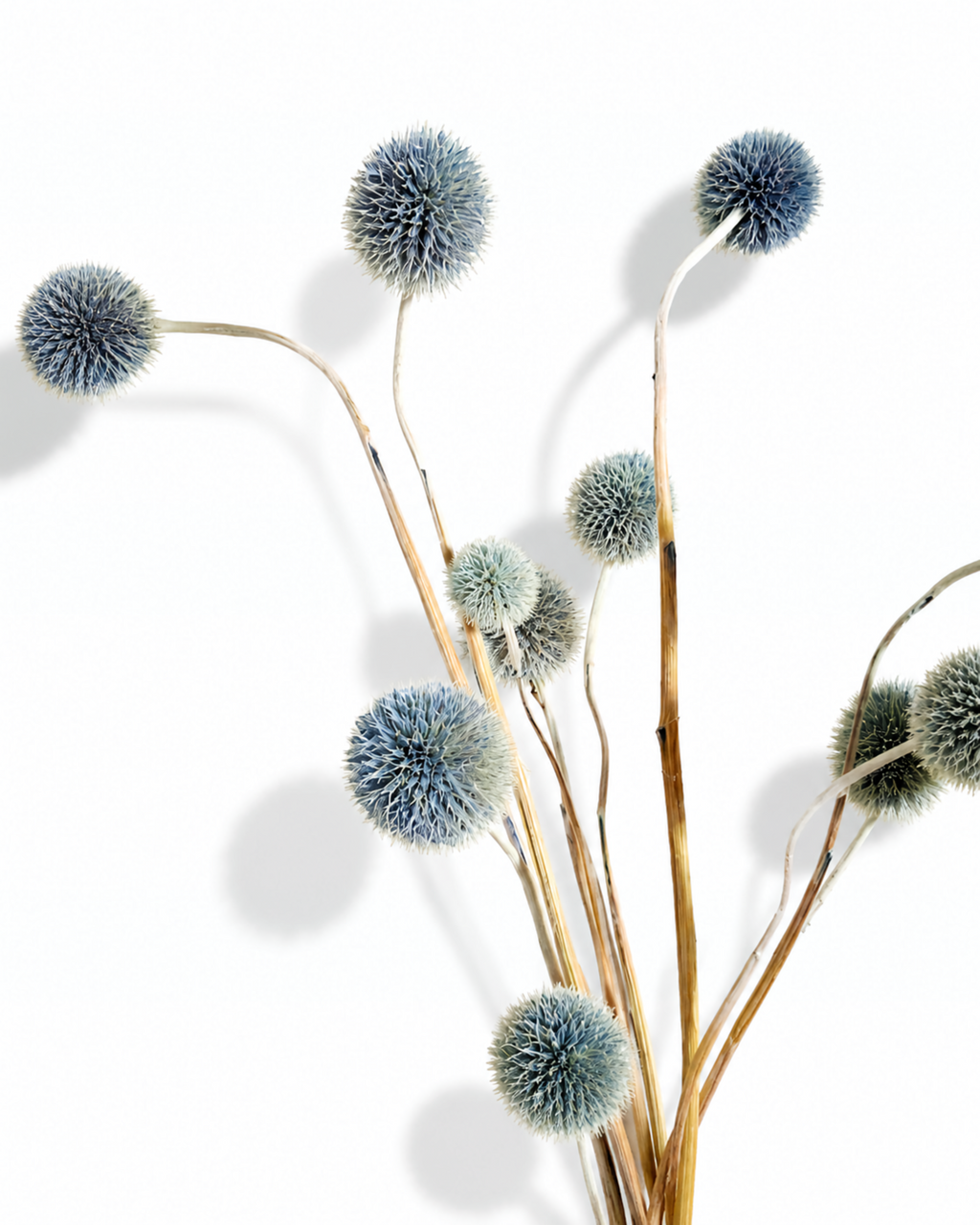 Blue Echinops Stems