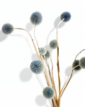 Blue Echinops Stems