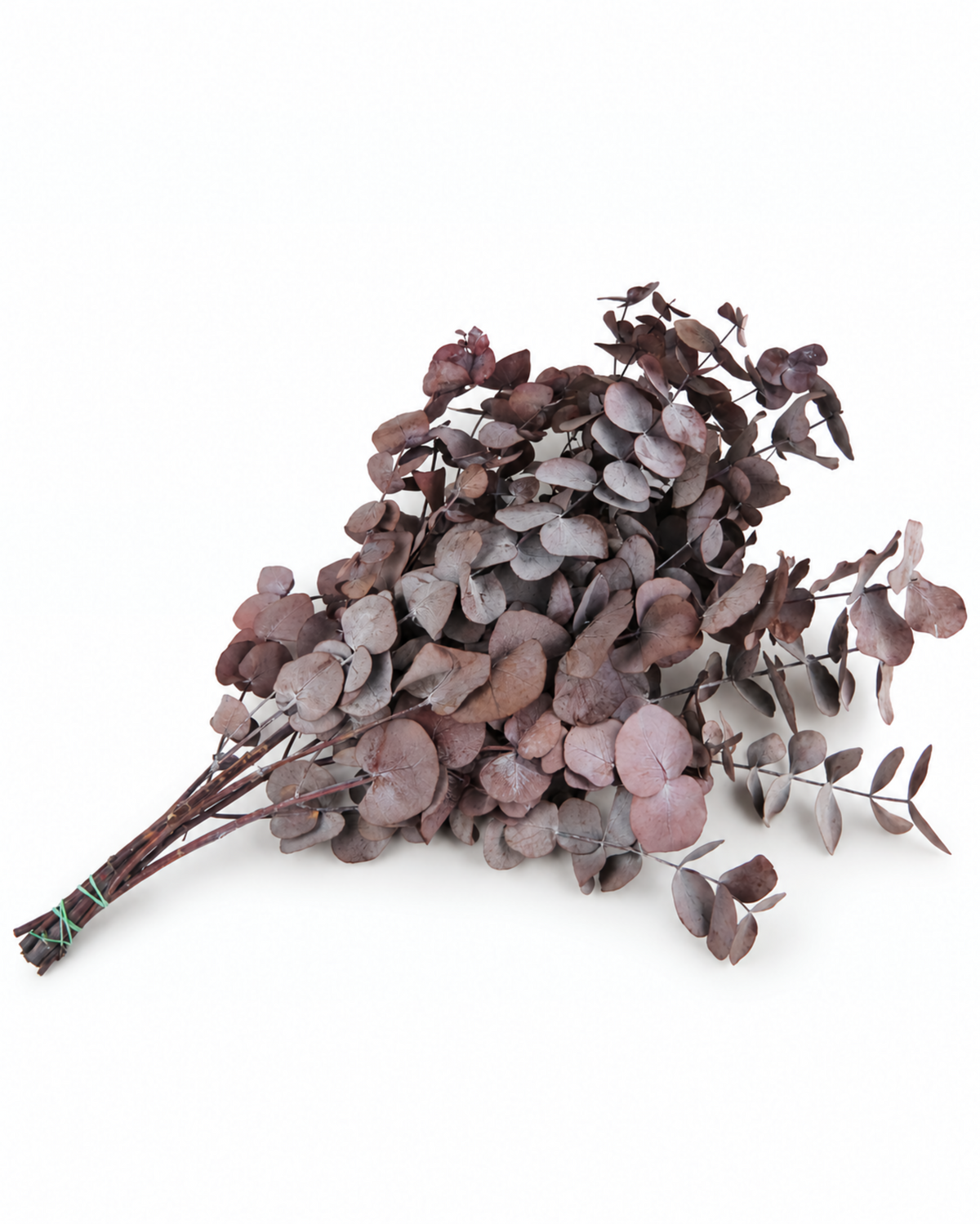 Preserved Burgundy Red Eucalyptus Cinerea Stems - Bunch 120-150g
