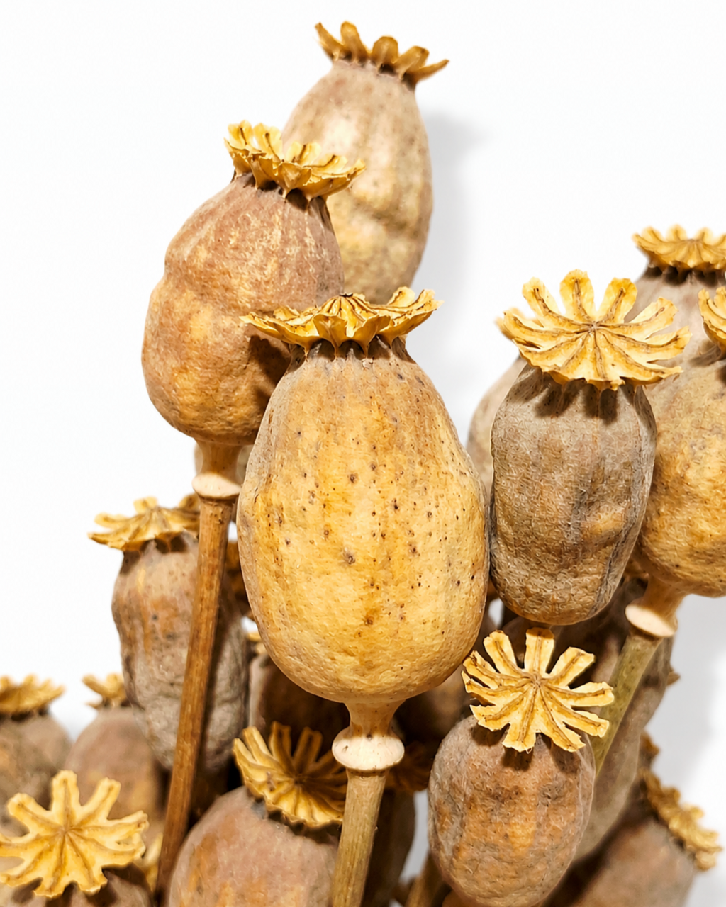 Natural Dried Poppy Pods Stems