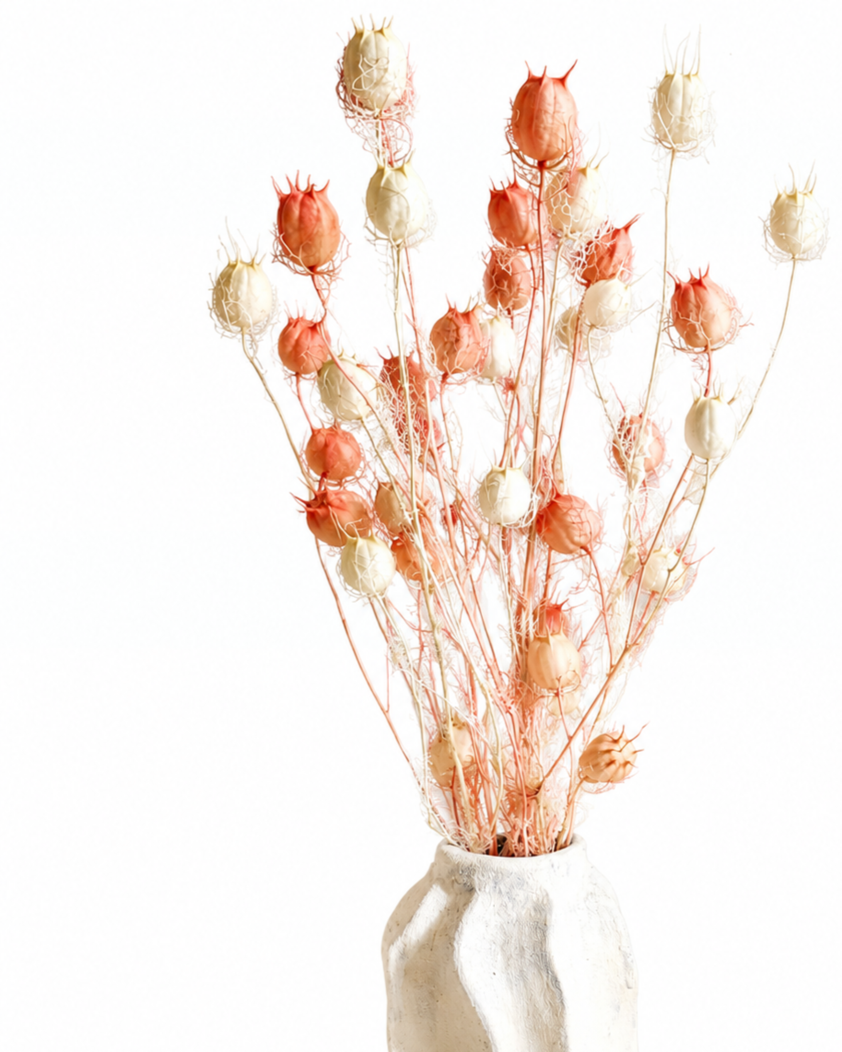 Upper bundle view of two-tone white and pink preserved Nigella damascena pods in a white ceramic vase.
