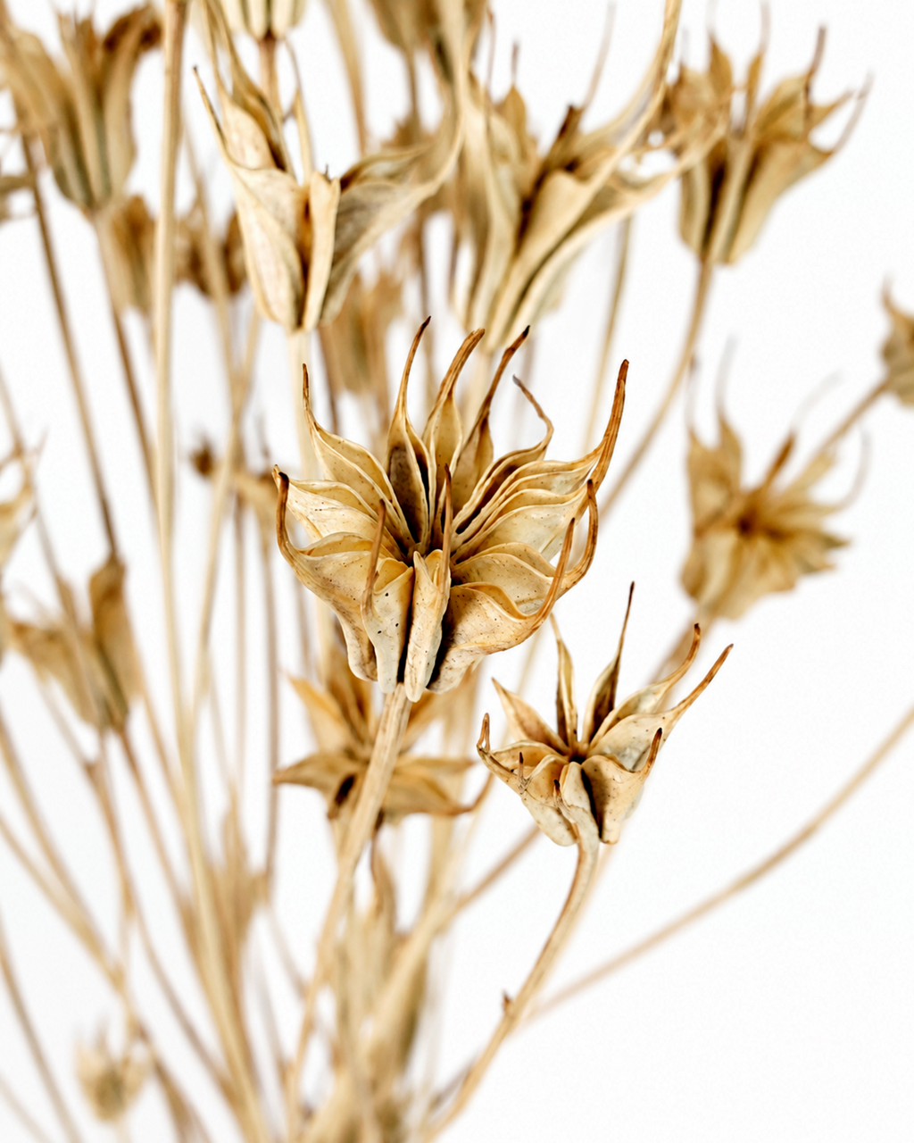Detailed texturized view of opening natural dried nigella seed pods showing crown horn structures
