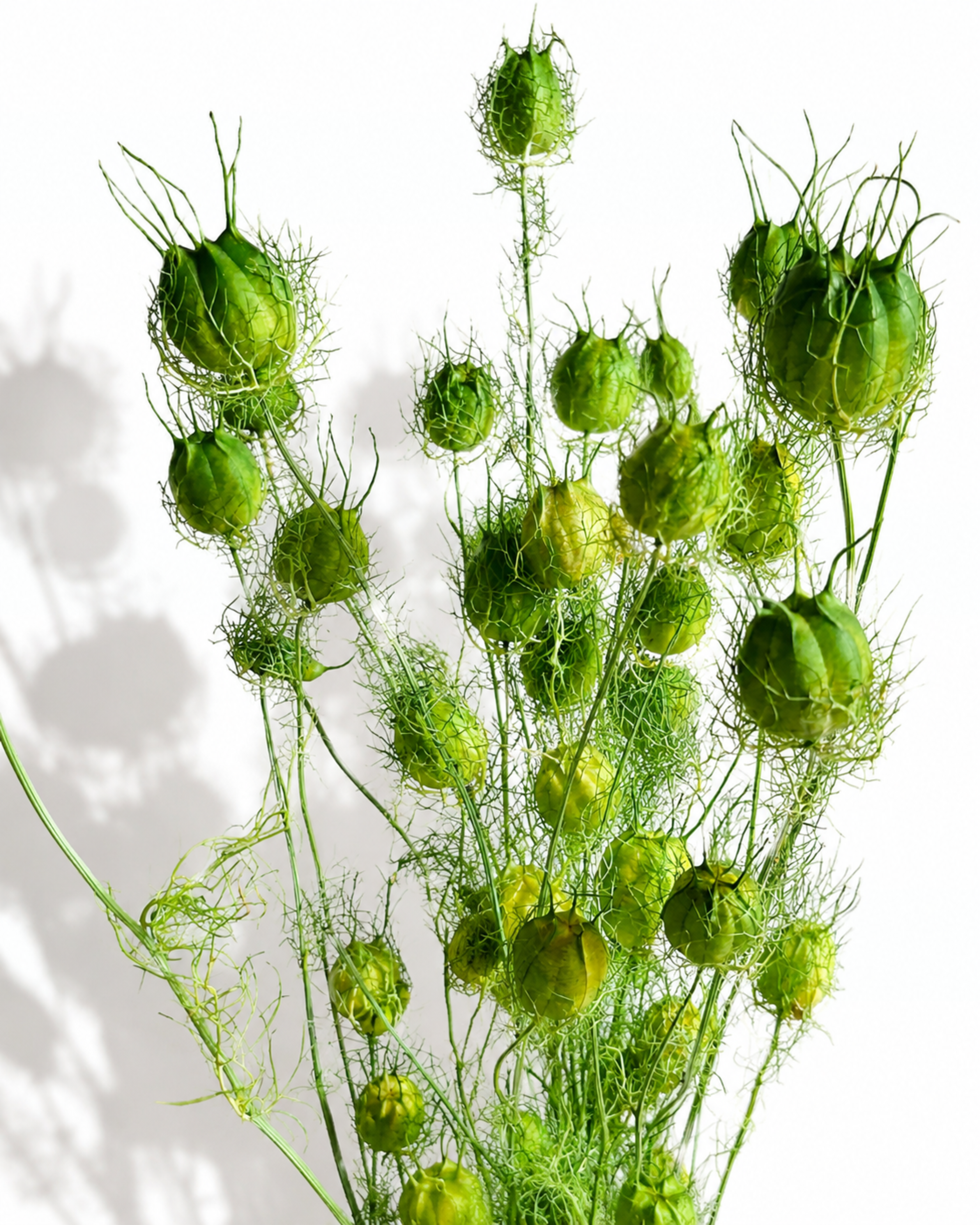 Bright Green Nigella Pods, Dried Seed Heads