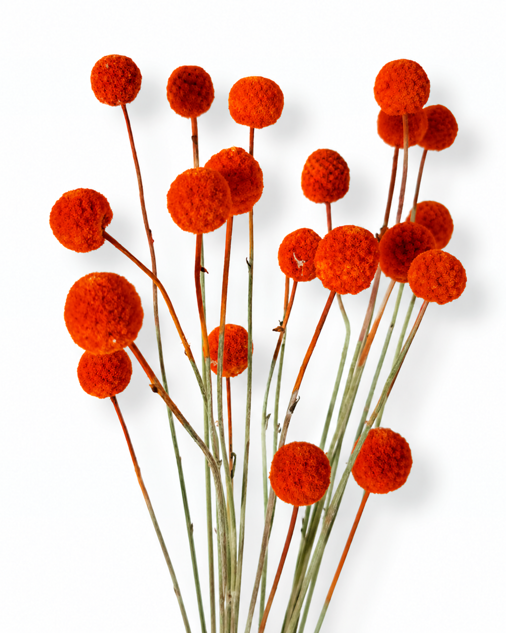 A bundle of terracotta red billy buttons dried stems spreading out on white backdrop.
