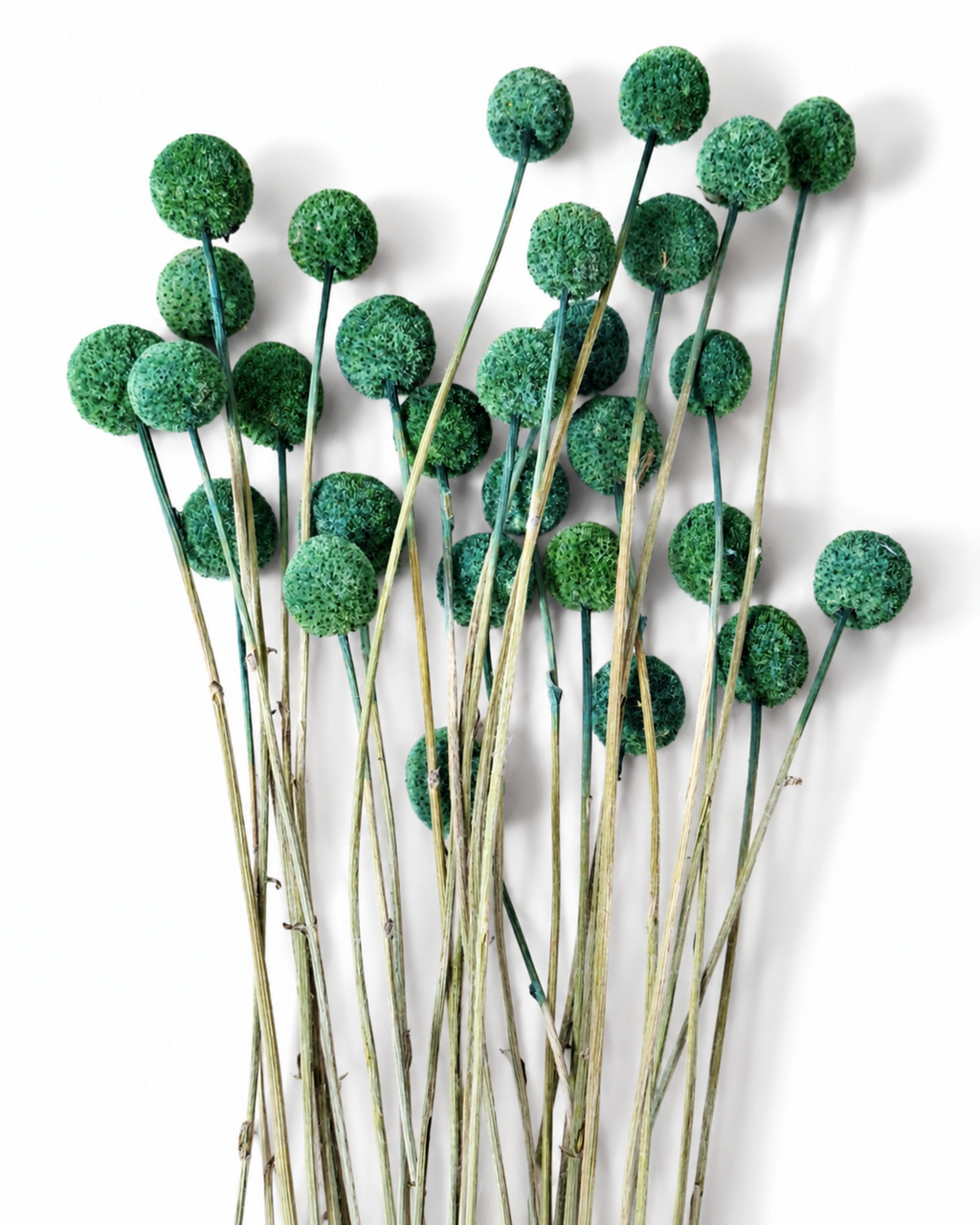 Dark Green Craspedia Stems